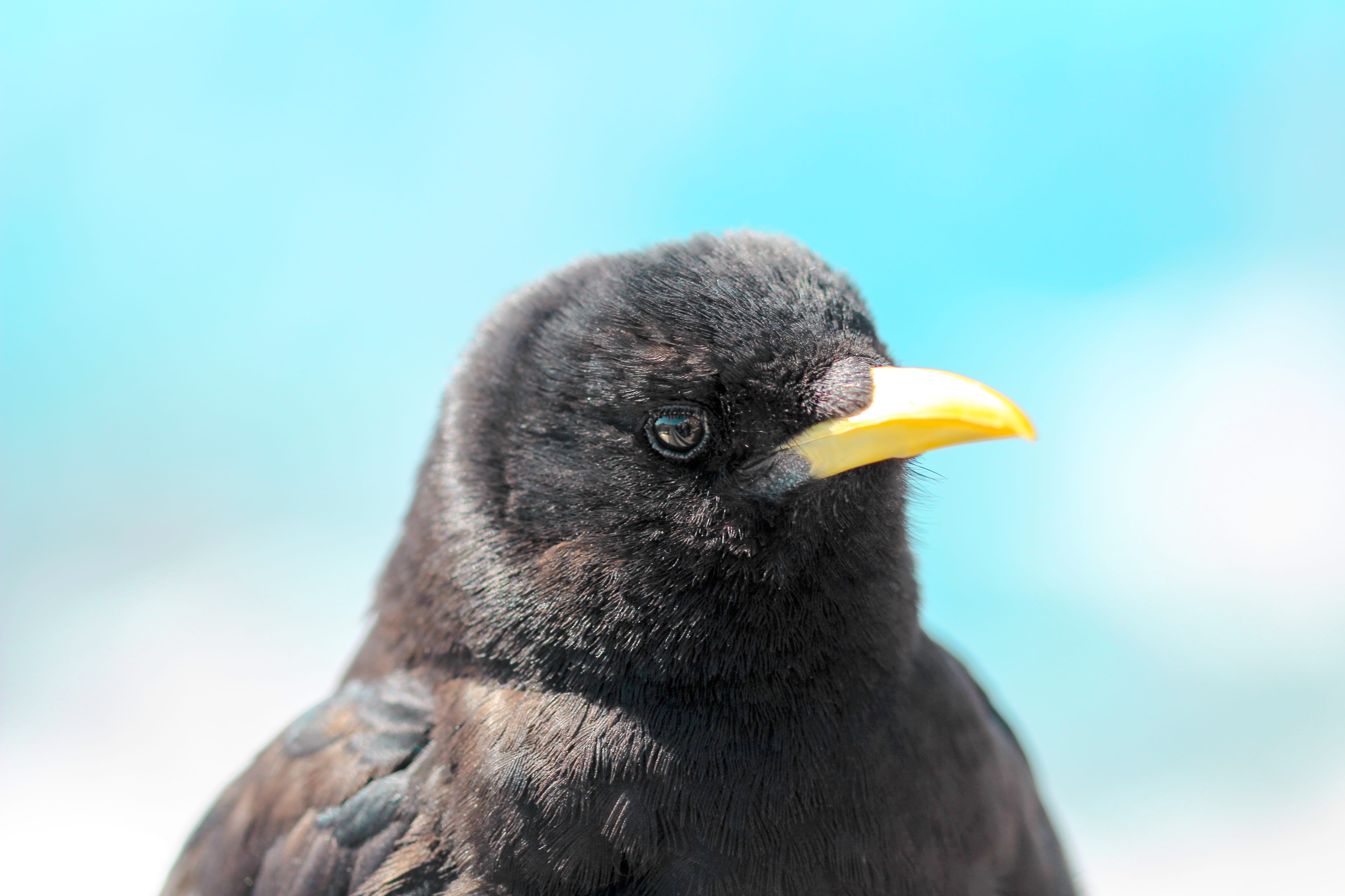 animals in the wild, beak, vertebrate, close-up, bayerische zugspitzbahn bergbahn, one animal, alpine chough, borisworkshop, black color, looking, animal themes, HD Wallpaper
