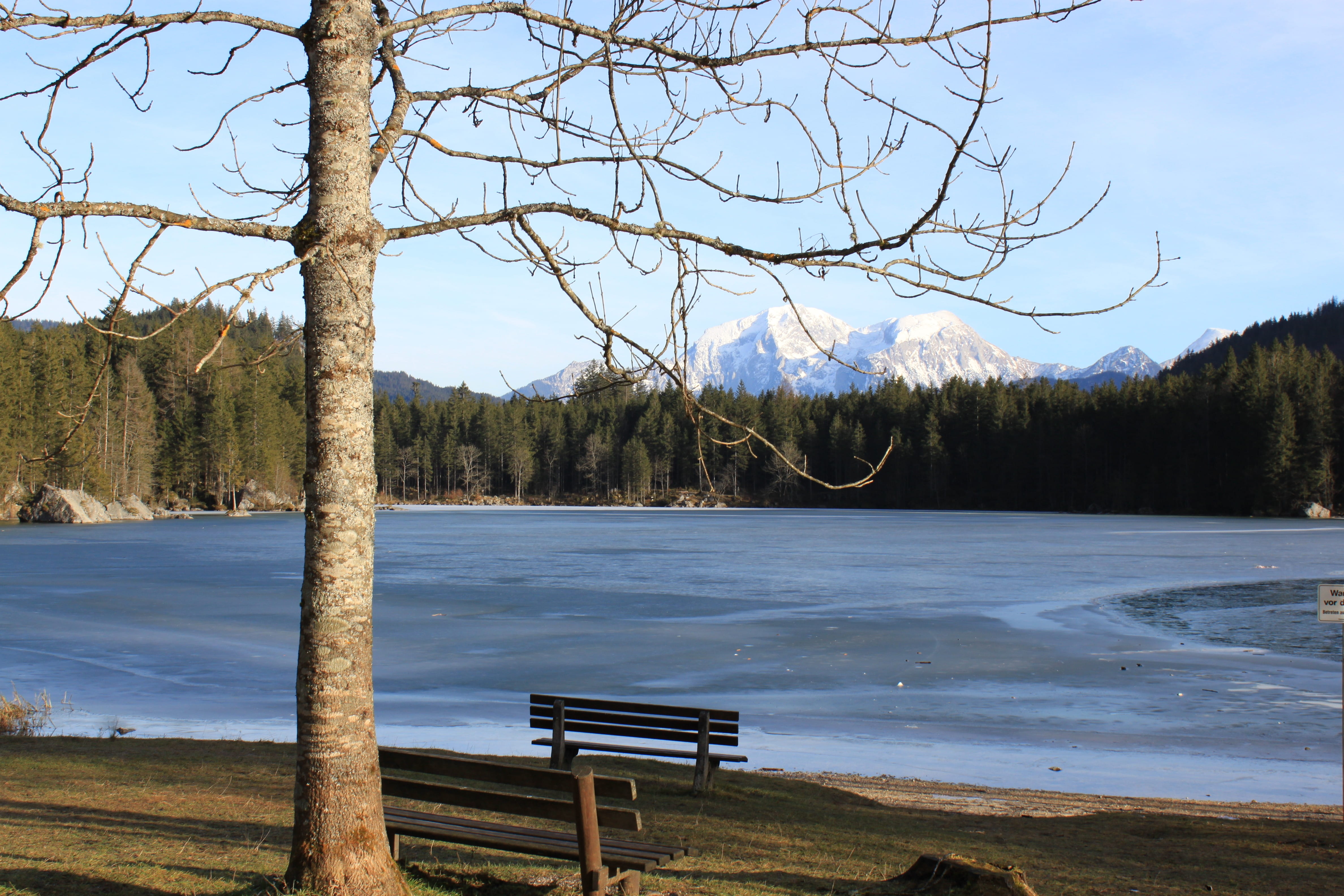 tree, non-urban scene, beauty in nature, forest, 4K, Germany, water, scenics, bare tree, Bavaria, day, mountain, lake, tranquility, tranquil Scene, Hintersee, HD Wallpaper