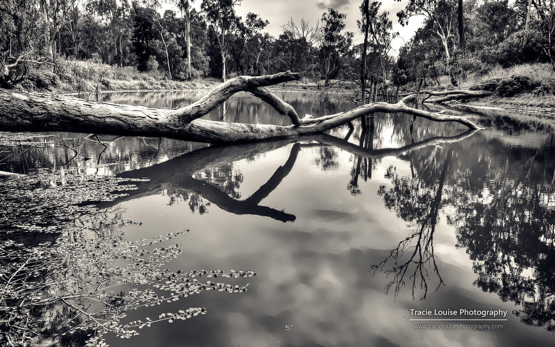 nature, outdoors, scenics - nature, tranquil scene, windows, tree, lake, australia, photography, driftwood, trunk, log, fallen tree, plant, tranquility, HD Wallpaper