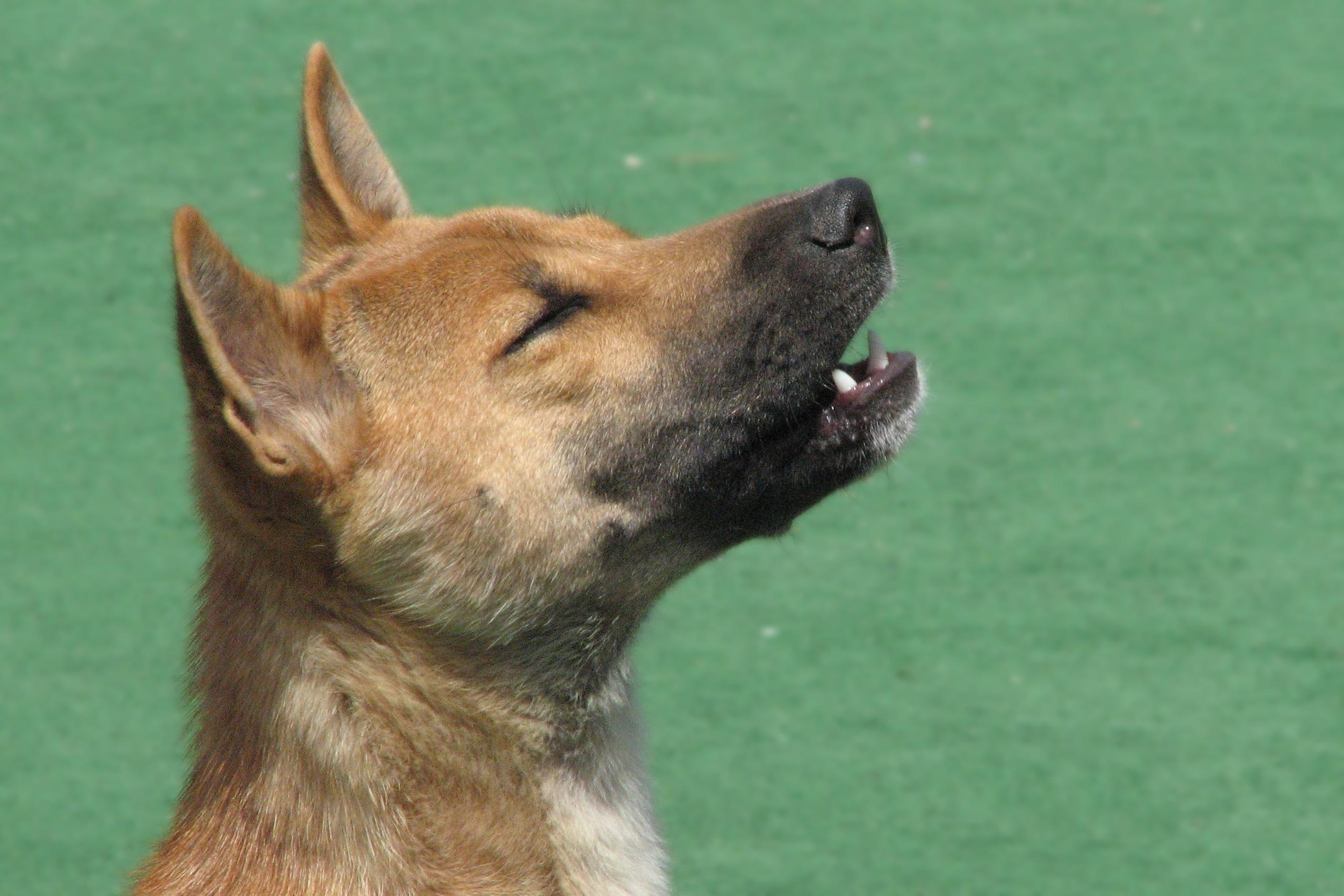 puppy, 1080P, singer, coat, animals, new guinea singing dog, tan, howl, howling, white, arrooouuu, hallstromi, short, HD Wallpaper