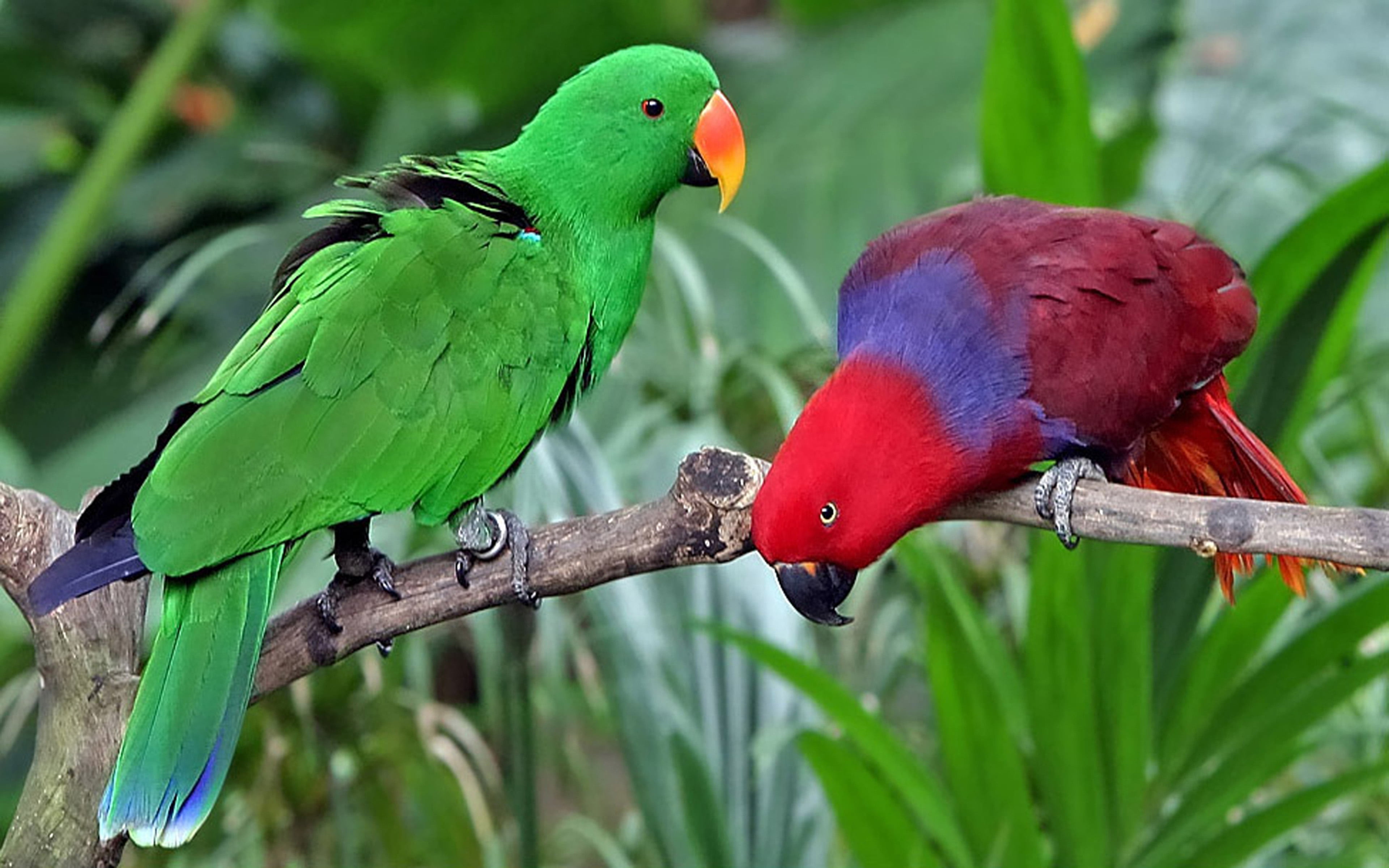 green color, nature, tree, animal wildlife, animal themes, branch, vertebrate, animals in the wild, 4K, eclectus, day, focus on foreground, new, rainforest, HD Wallpaper