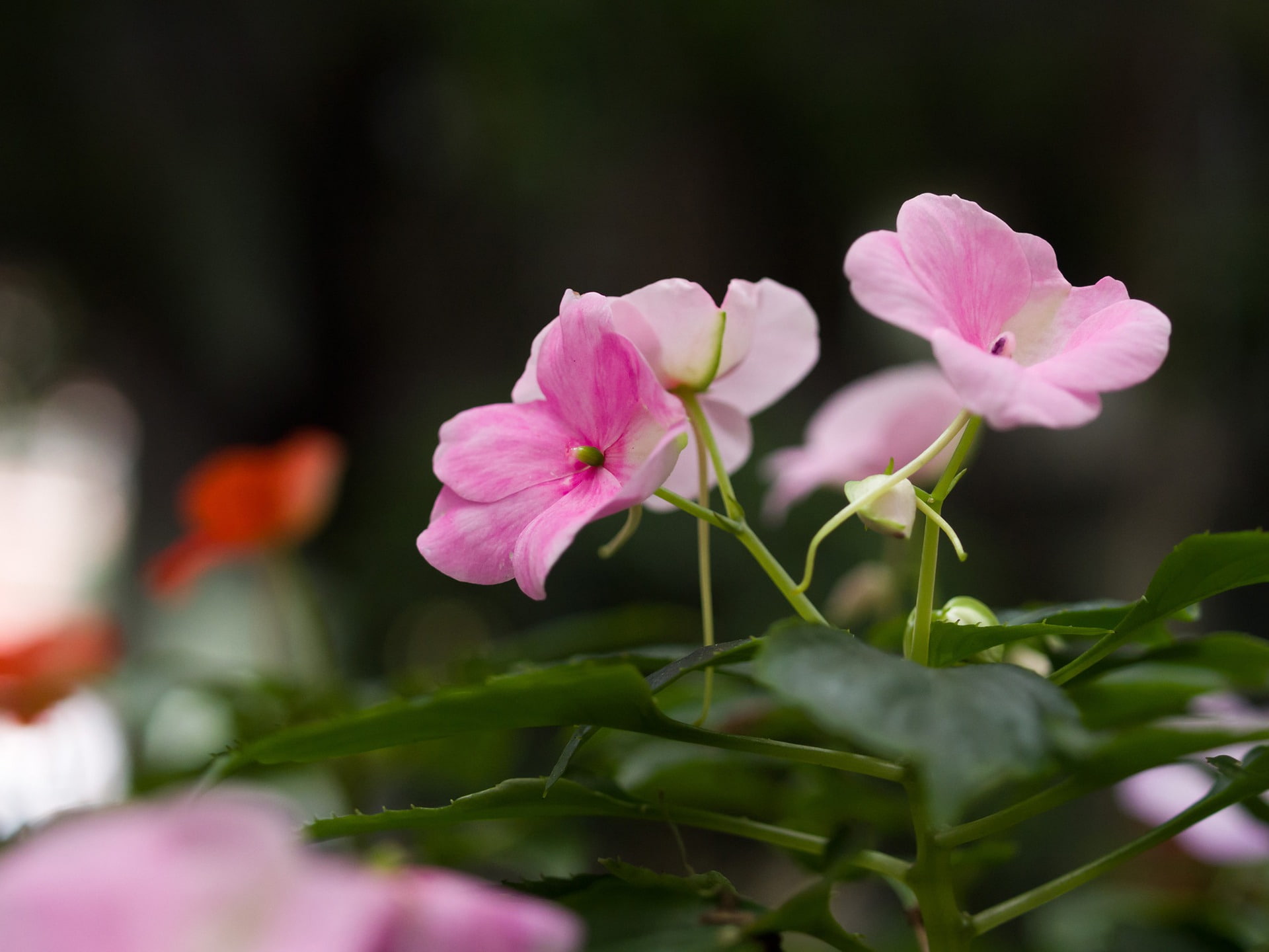 nature, day, no people, beauty in nature, vulnerability, new, freshness, 1080P, guinea, photo, petal, close-up, growth, pink color, plant part, springtime, HD Wallpaper