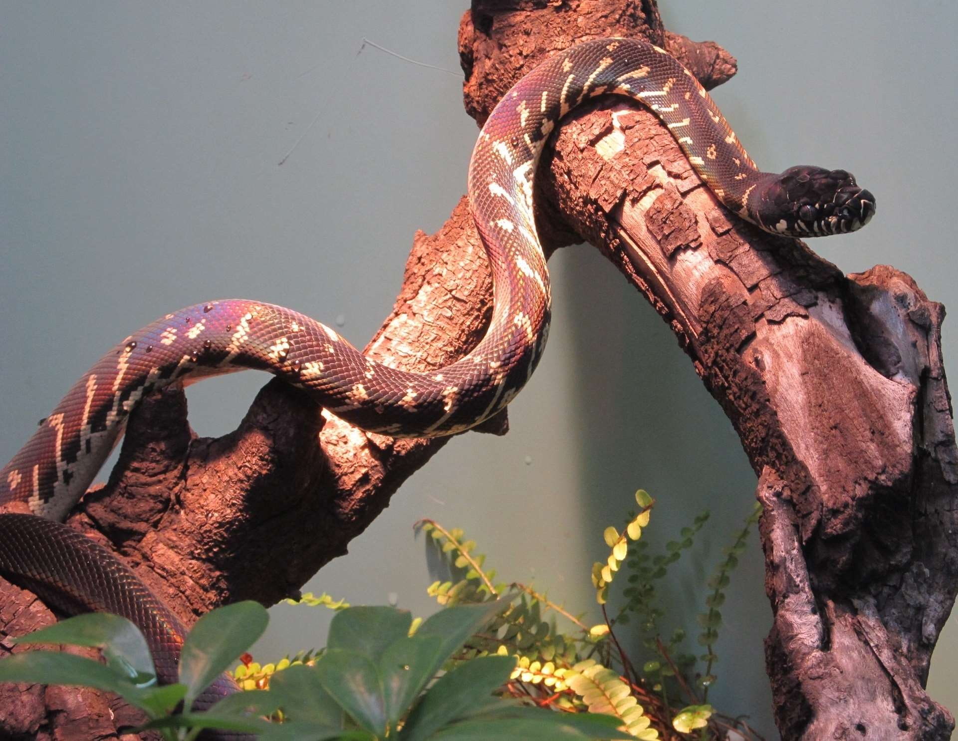 reptile, vertebrate, animal themes, enclosure, focus on foreground, close-up, metal, snake, sunlight, new guinea, non venomous, water, zoo, 1080P, boelens python, HD Wallpaper