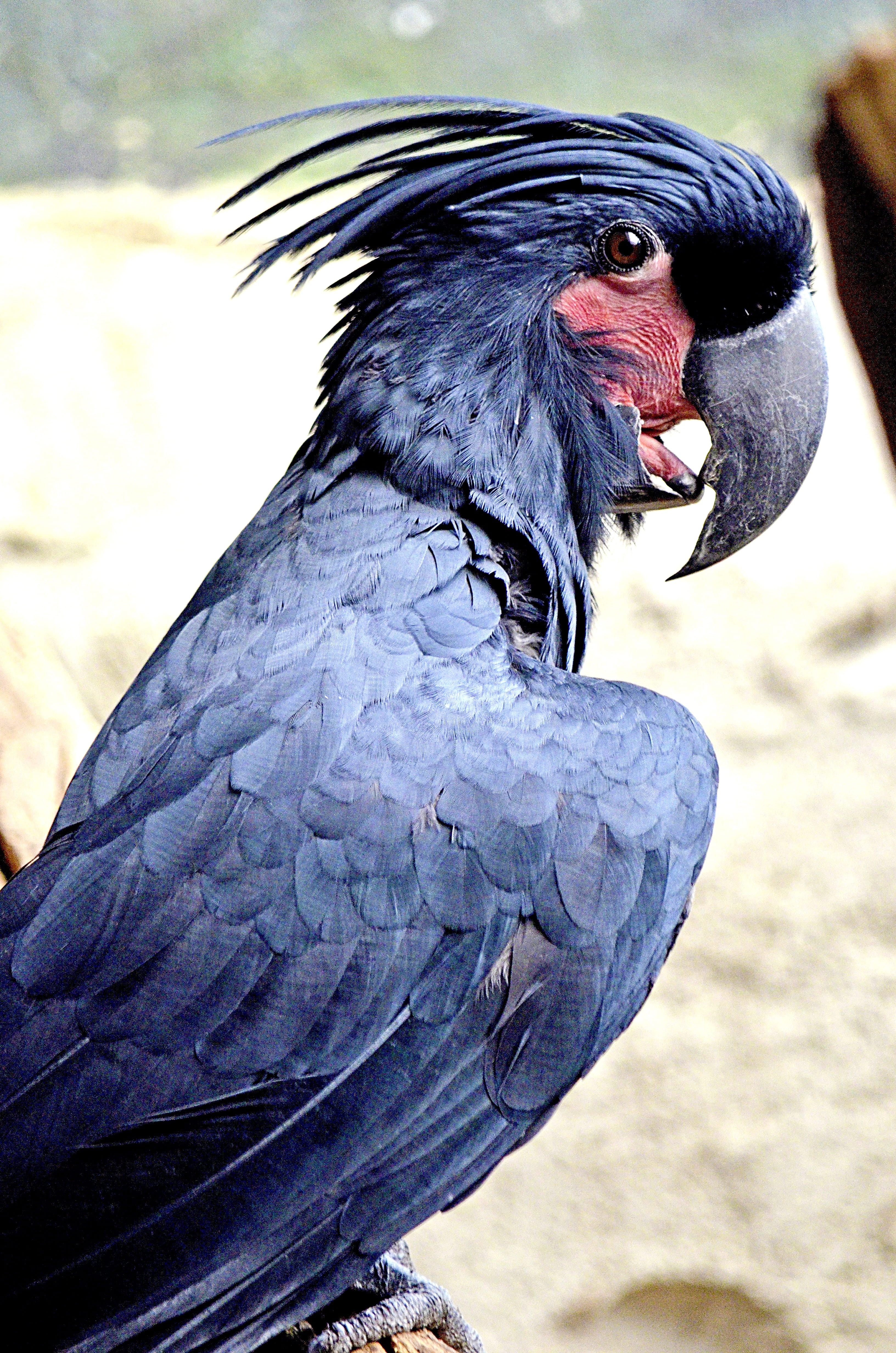parrot, plumage, bird head, land, outdoors, 4K, bird, one animal, cockatoo, focus on foreground, Macaw, beak, palm, nature, close-up, animal themes, animals in the wild, Phone HD Wallpaper