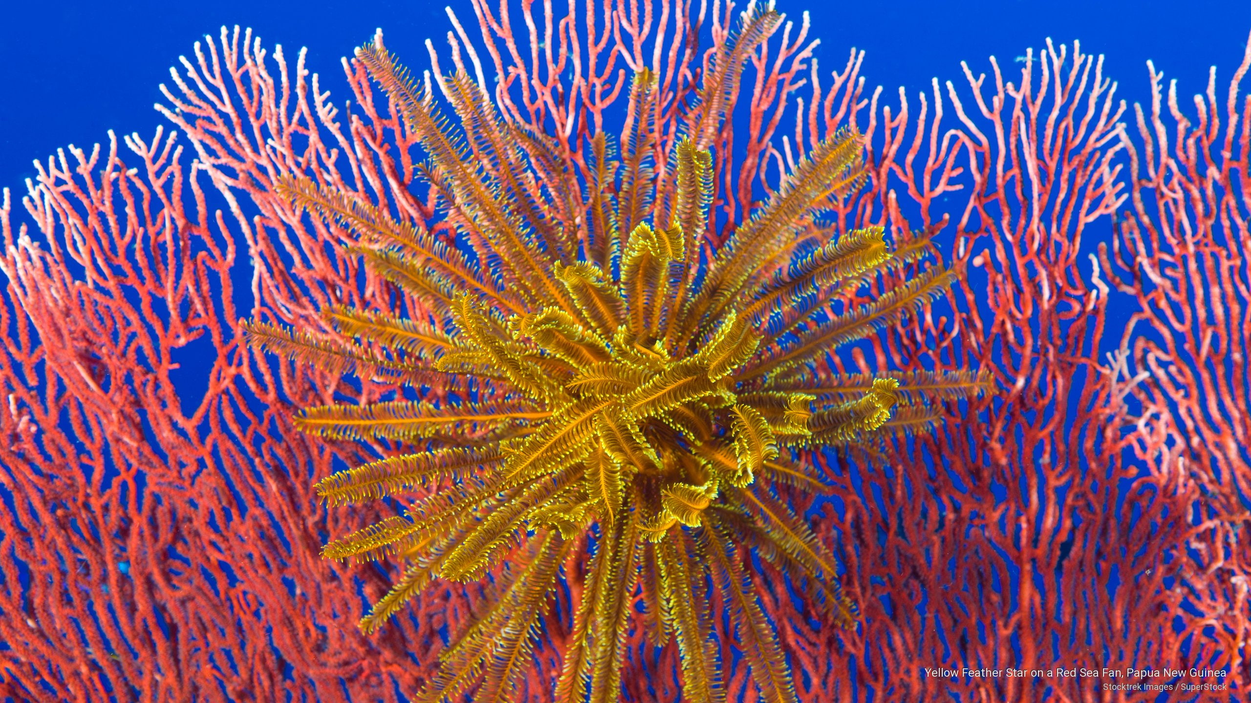 papua, guinea, red, star, sea, 2K, Ocean Life, yellow, feather, fan, new, HD Wallpaper