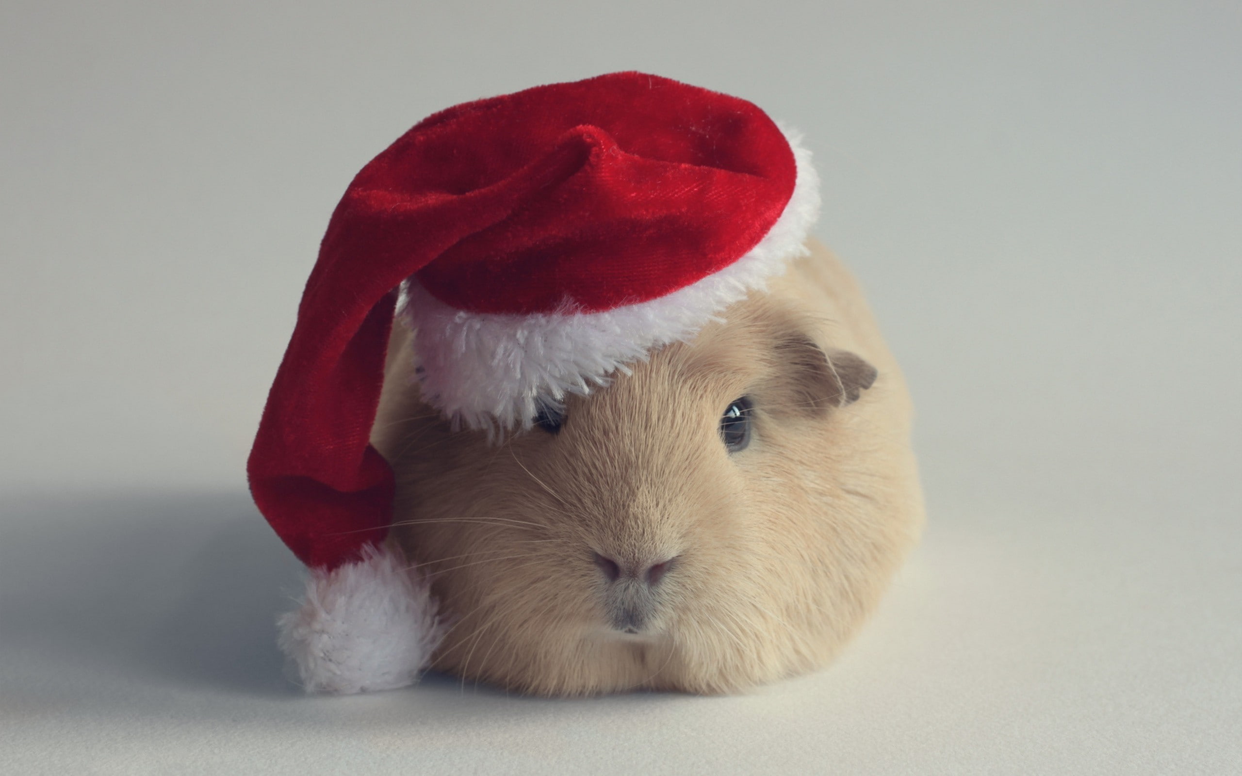 2K, rodent, domestic animals, no people, celebration, portrait, mammal, studio shot, one animal, pets, domestic, christmas, Hat, close-up, animal head, HD Wallpaper