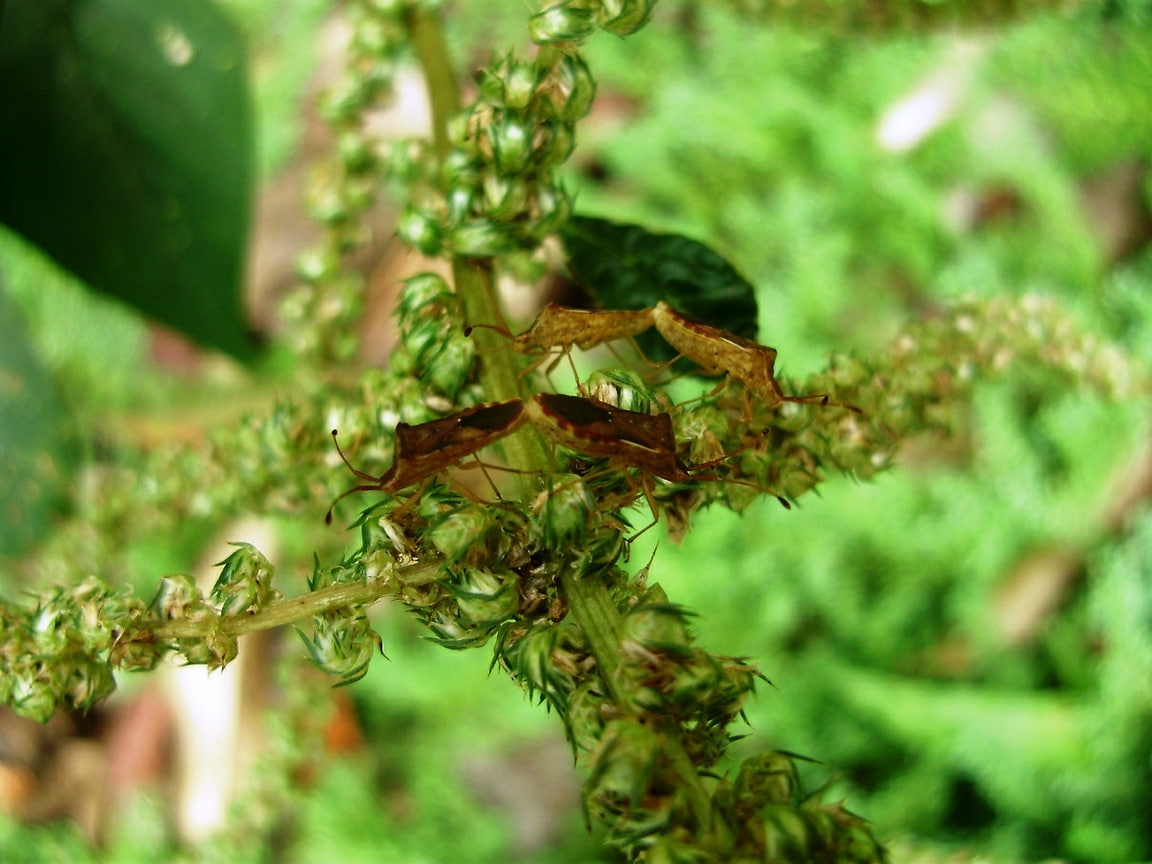 art, 480P, papua, Flowers, hd, bugs, animals, couples, HD Wallpaper