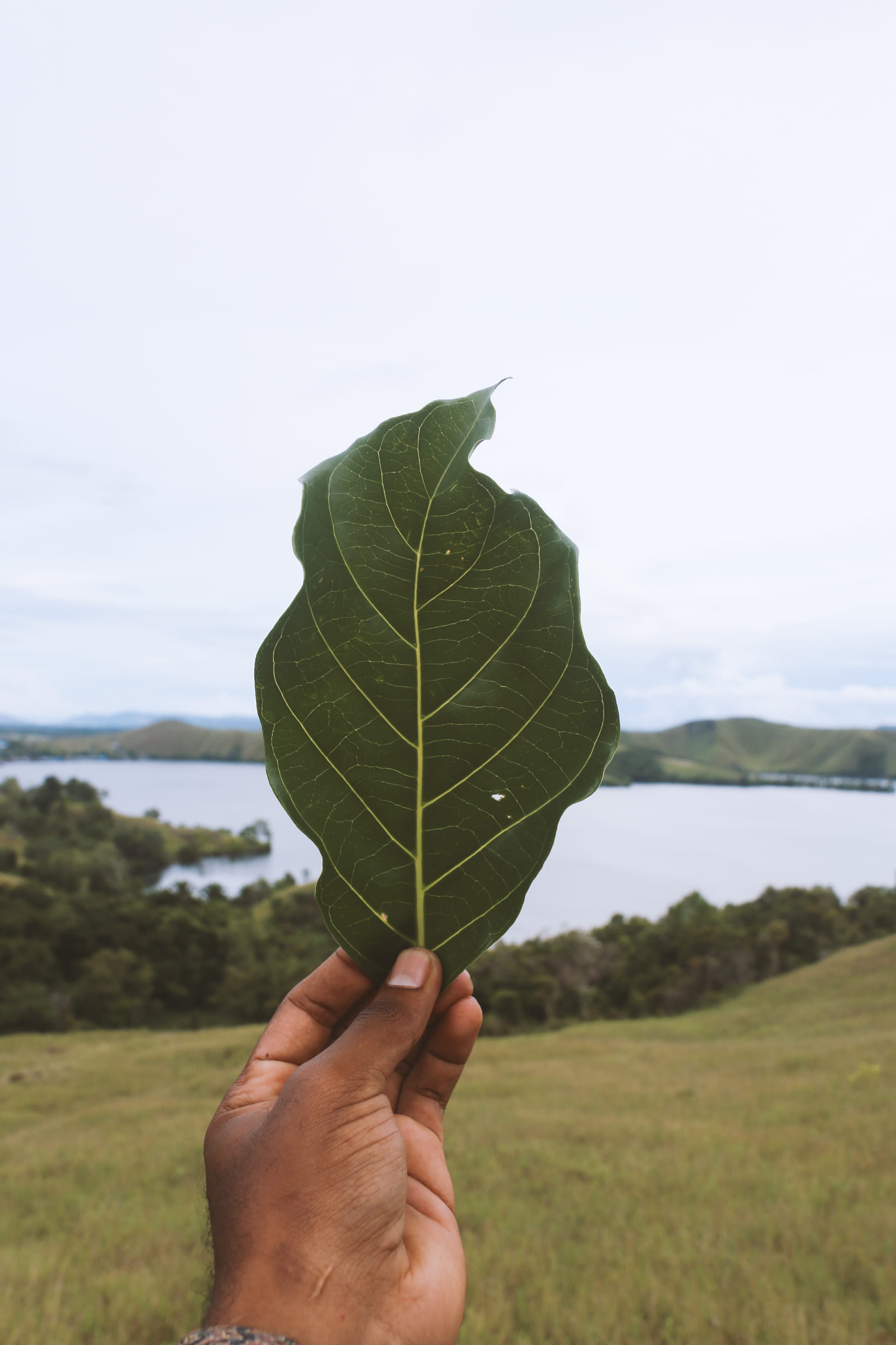 jungle, focus on foreground, forest, human hand, environment, plant, personal perspective, land, leaf, west papua, unrecognizable person, sky, body part, Phone HD Wallpaper