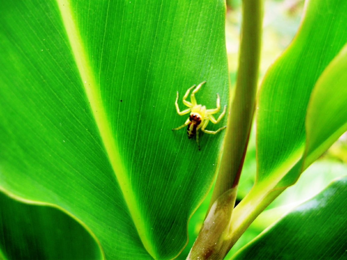 art, 480P, papua, spider, bugs, hd, Yellow, animals, leaves, HD Wallpaper
