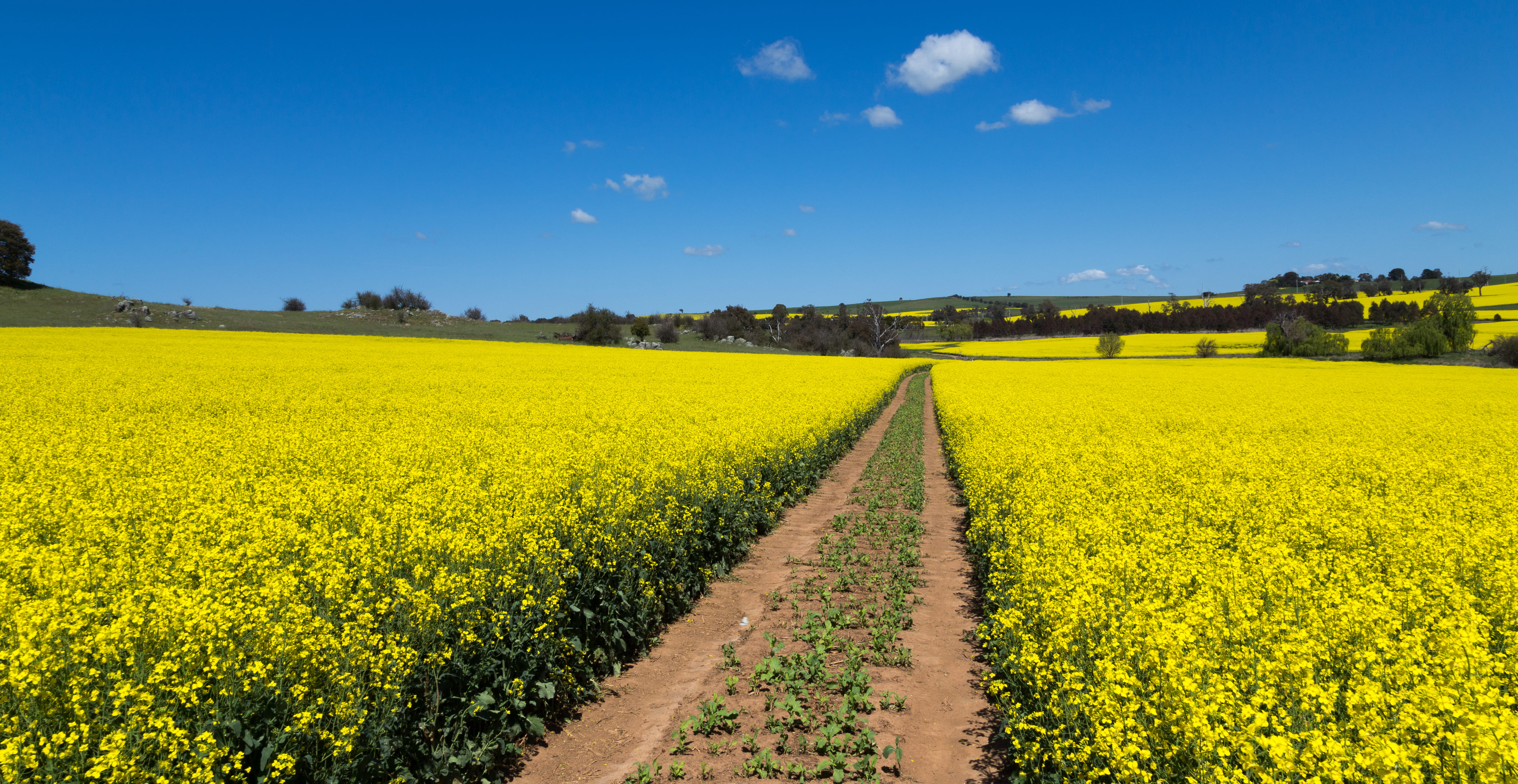 canola fields, outdoors, plantation, st clements retreat and conference centre, growth, landscape, sky, australia, no people, oilseed rape, tranquil scene, HD Wallpaper
