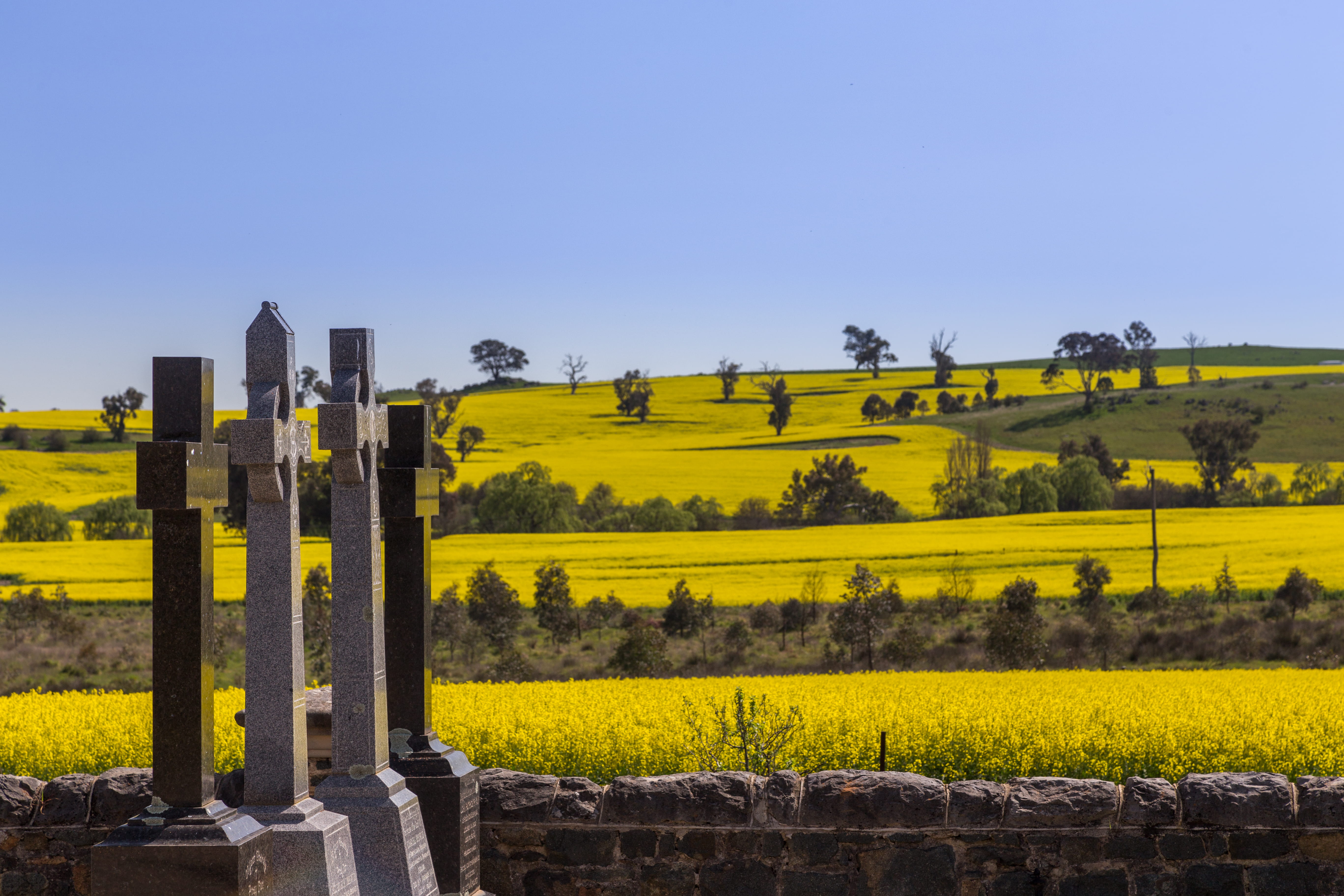 clear sky, environment, canola fields, agriculture, 5K, field, no people, landscape, st clements, scenics - nature, sky, non-urban scene, st clements retreat and conference centre, HD Wallpaper