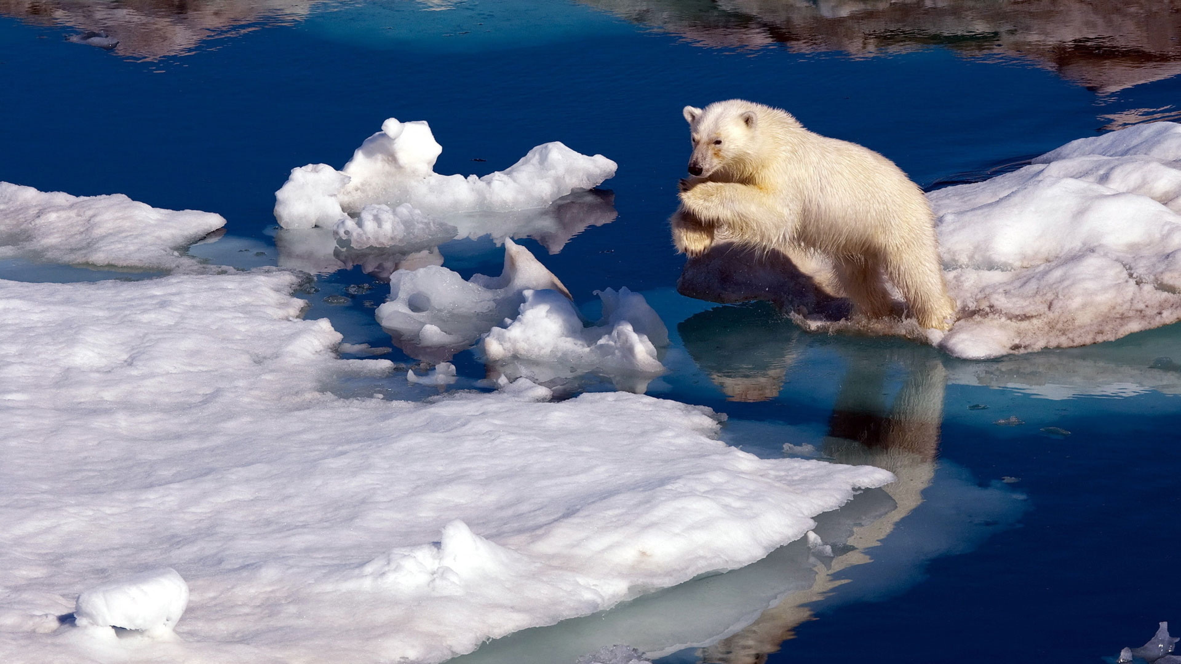 4K, guravich, travel, ice, seals, retreats, north, hunt, months, continue, polar, bears, stirling, summer, icebergs, HD Wallpaper