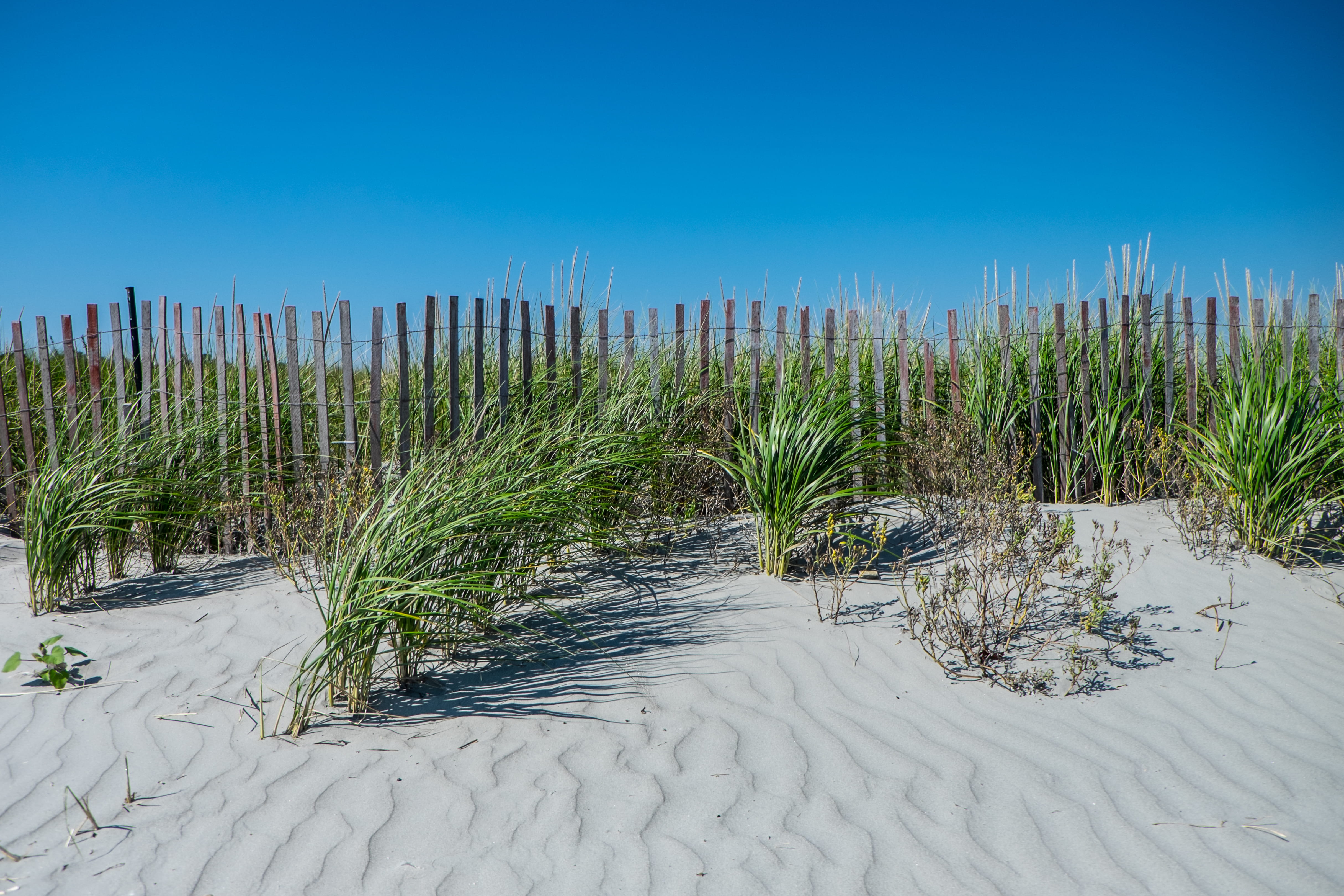 fence, 4K, beach, tranquil scene, field, nature, rhode island, summer, ocean, warm, tranquility, no people, tan, sky, beauty in nature, growth, outdoors, HD Wallpaper