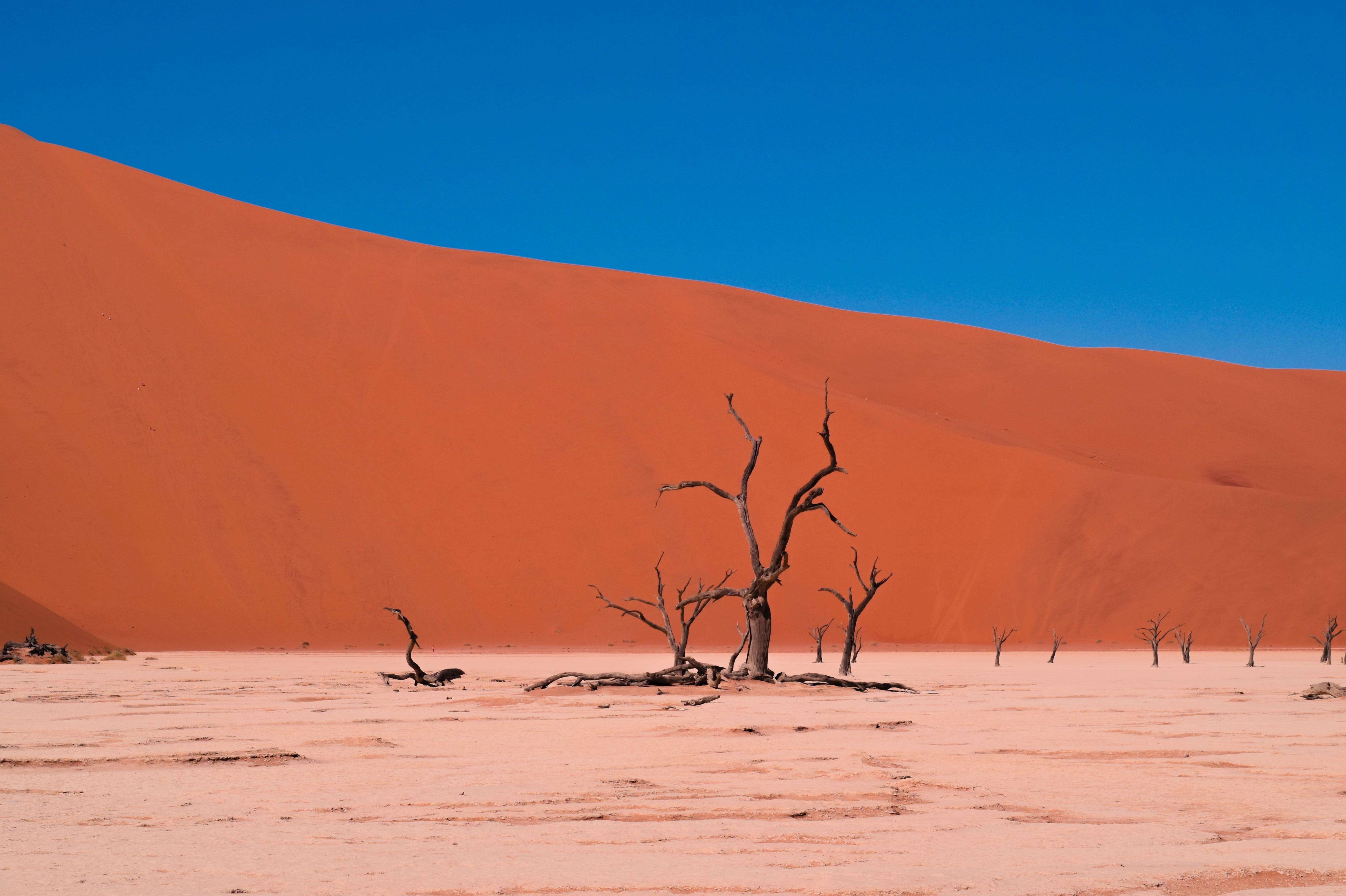 desert, arid, dry, hot, barren, tree, nature, dead plant, scenics - nature, blue, landscape, weather, drought, bare, sand, mountain, 5K, plant, sky, sand dune, HD Wallpaper