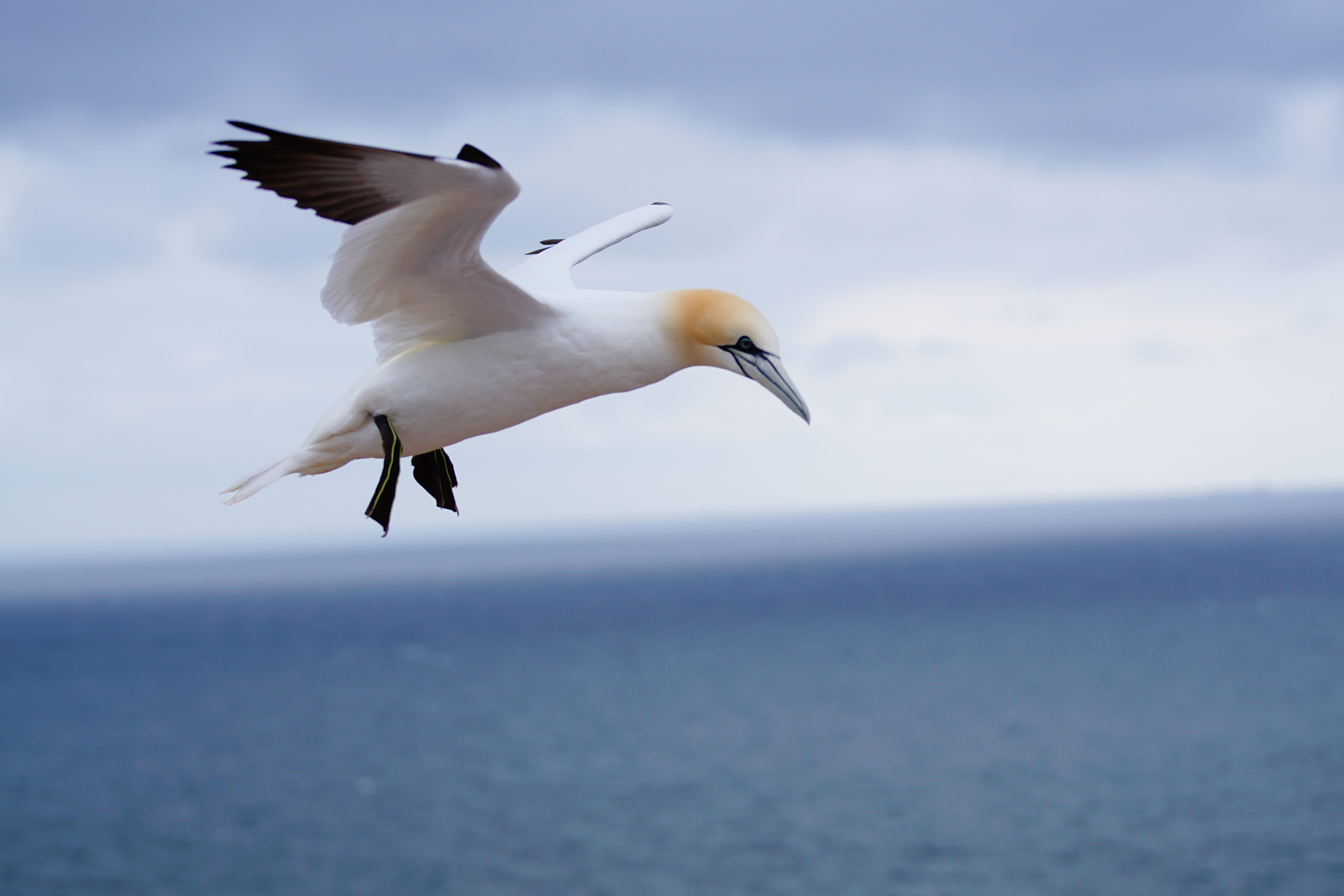 sea, one animal, horizon, in may, animal, animal wildlife, horizon over water, mid-air, vertebrate, northern gannet, spread wings, day, beauty in nature, HD Wallpaper