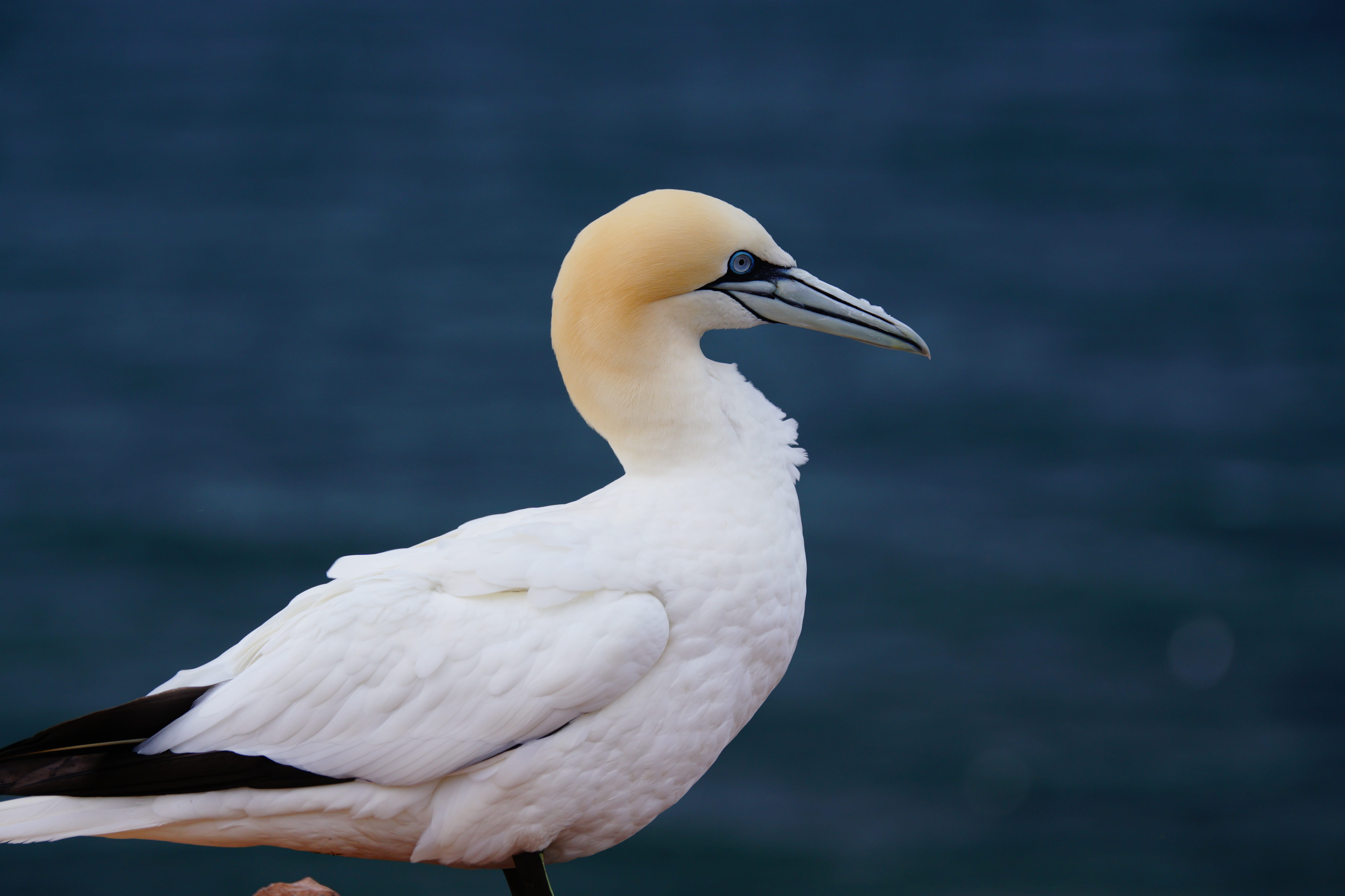 lake, close-up, no people, day, northern gannet, animal themes, beauty in nature, animals in the wild, bird, side view, beak, focus on foreground, egret, HD Wallpaper