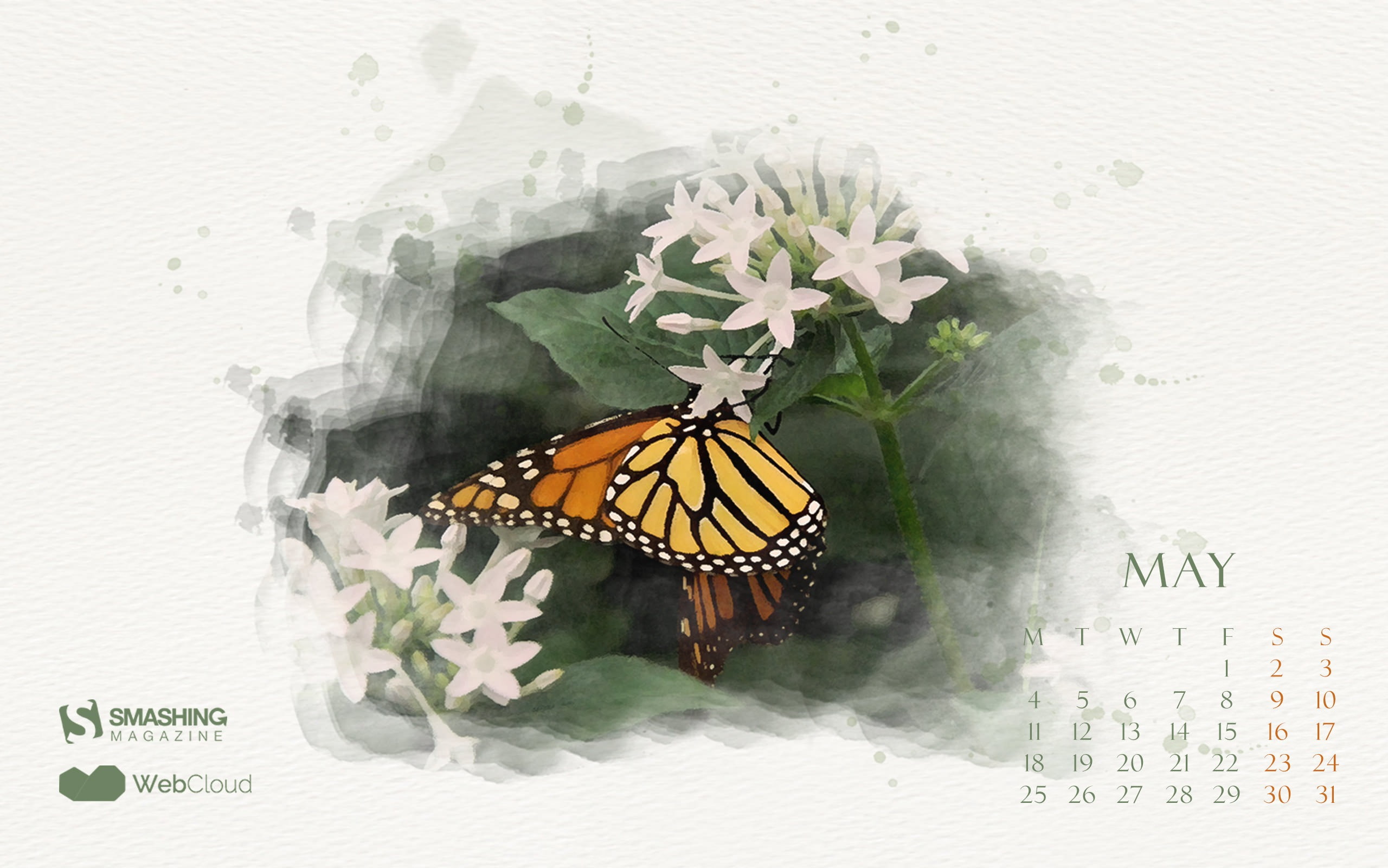 fragility, animal themes, indoors, insect, flower head, may, animal, beauty in nature, no people, close-up, growth, paper, nature, invertebrate, plant, HD Wallpaper
