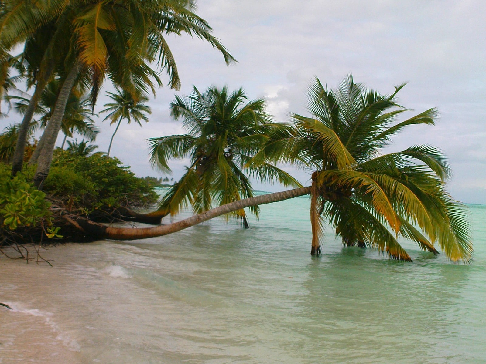 coconut palm tree, palm tree, water, sea, plant, waterfront, Maldives, growth, no people, tropical tree, tropical climate, 720P, land, day, beach, clouds, HD Wallpaper