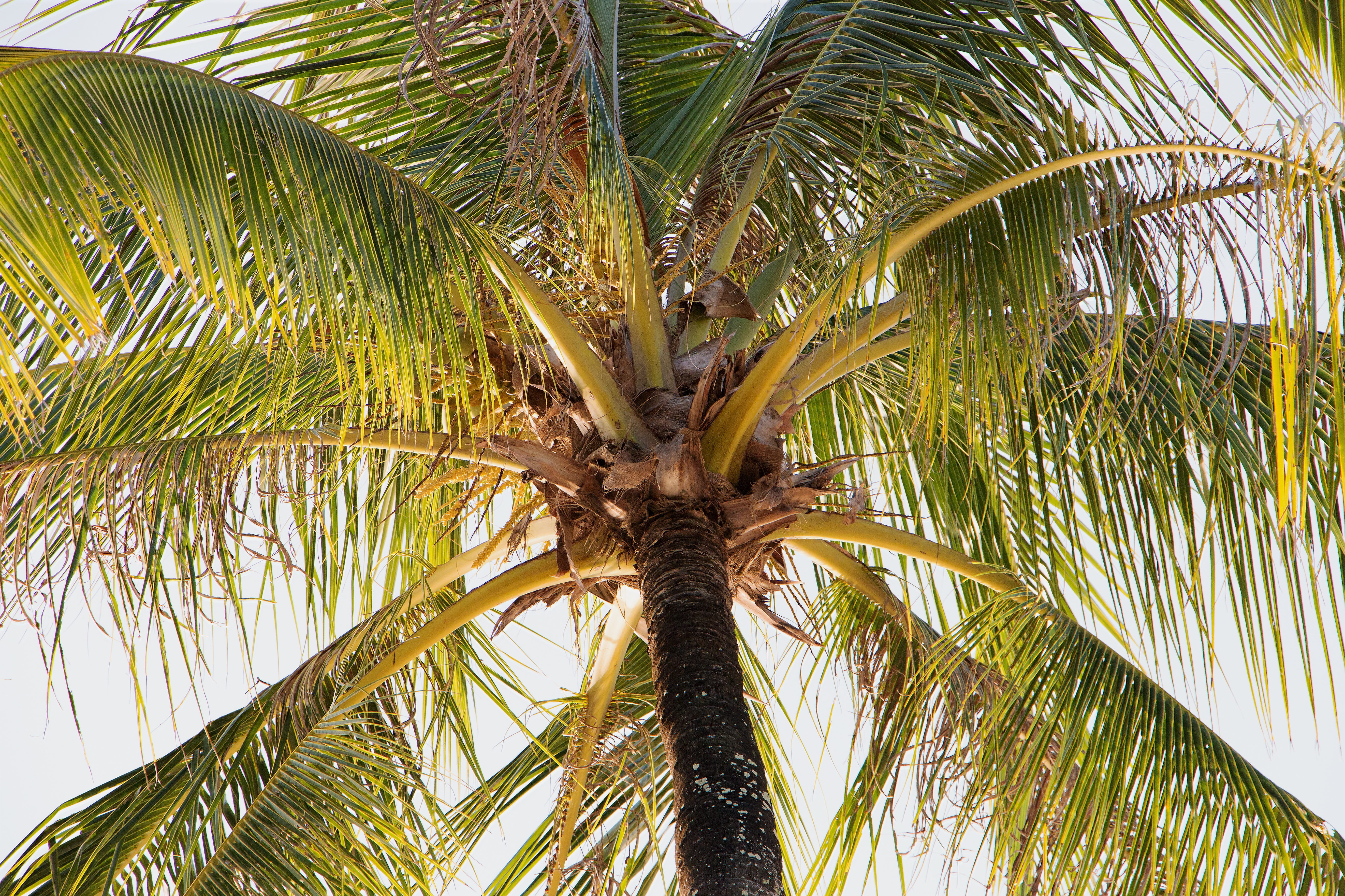 beauty in nature, schönwetter, tree, vacations, paradise, nature, growth, palm roof, summer, island, directly below, sky, caribbean, palm tree, dominican republic, HD Wallpaper