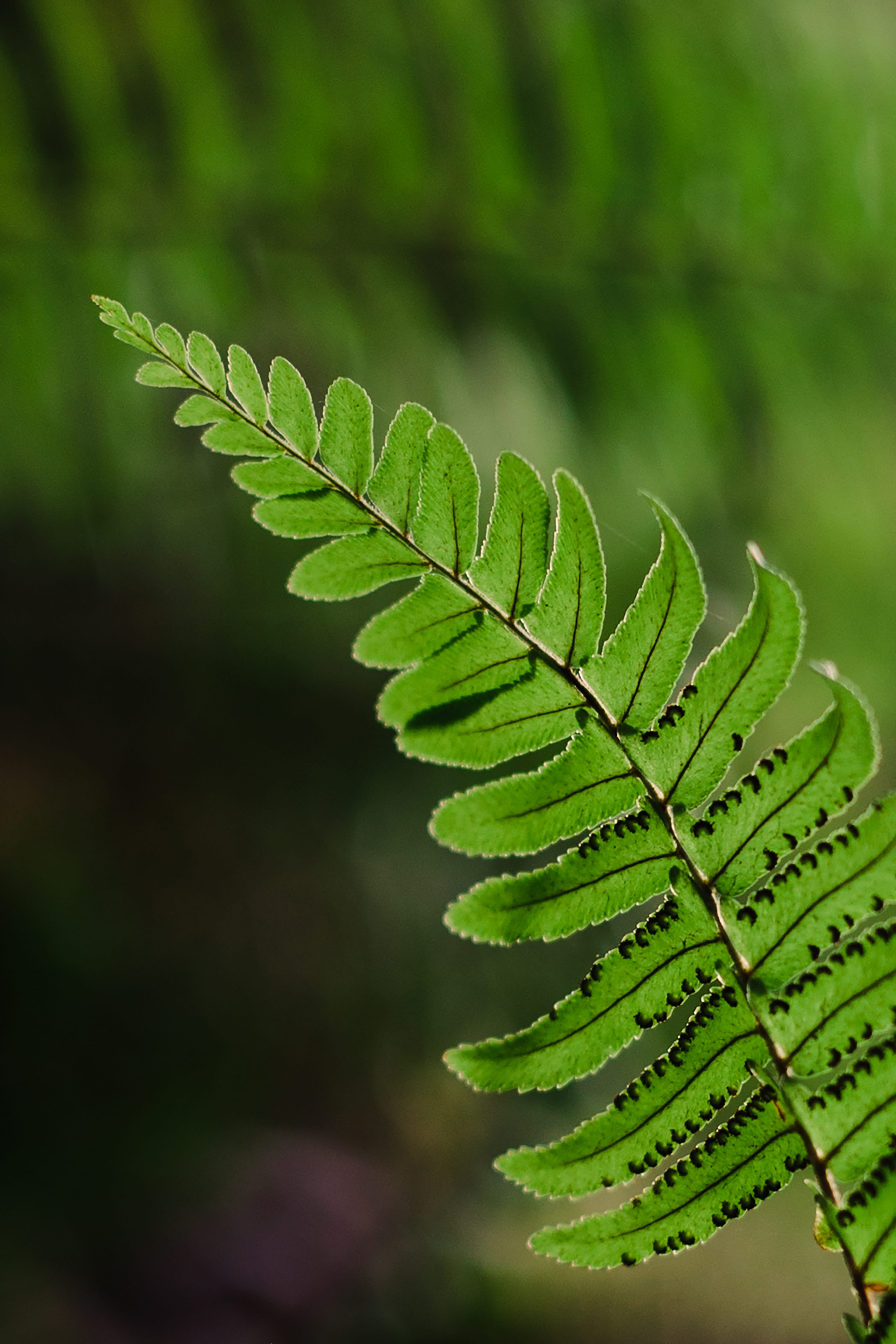 tranquility, vulnerability, plant, green color, lux* south ari atoll, leaf, beauty in nature, plant part, leaves, natural pattern, 5K, nature, focus on foreground, Phone HD Wallpaper