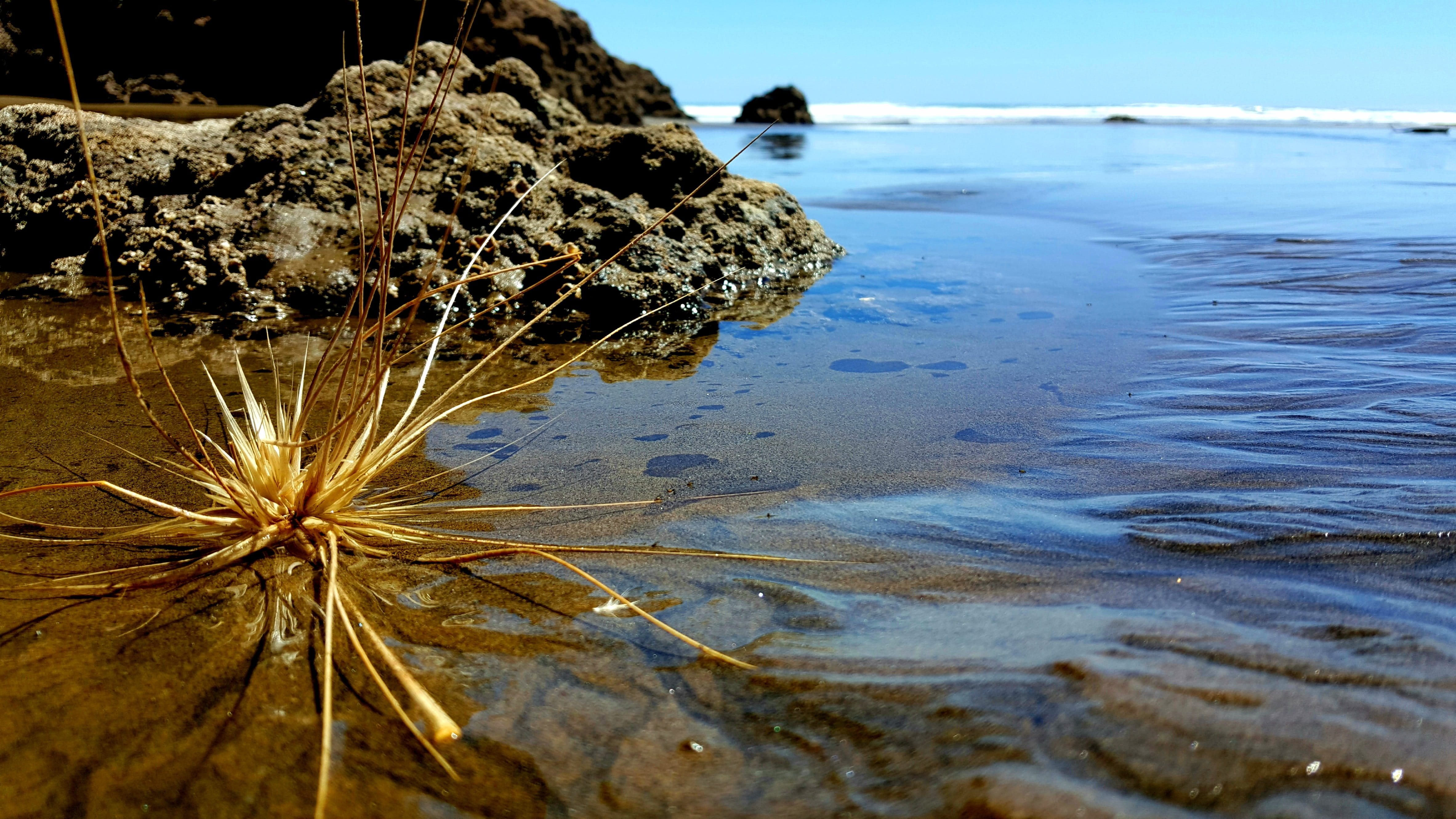 shore, 4K, coast, flow, beauty in nature, day, rock - object, water, plant, scenics - nature, close-up, sea, tide, solid, bethells bay, tranquil scene, HD Wallpaper