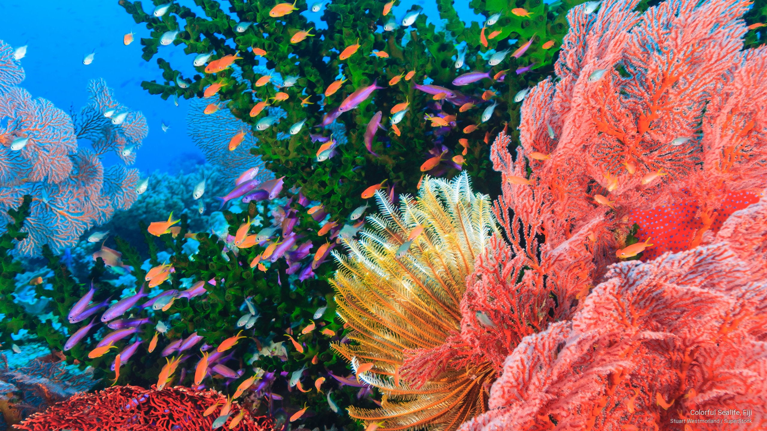 sealife, 2K, Ocean Life, colorful, fiji, HD Wallpaper