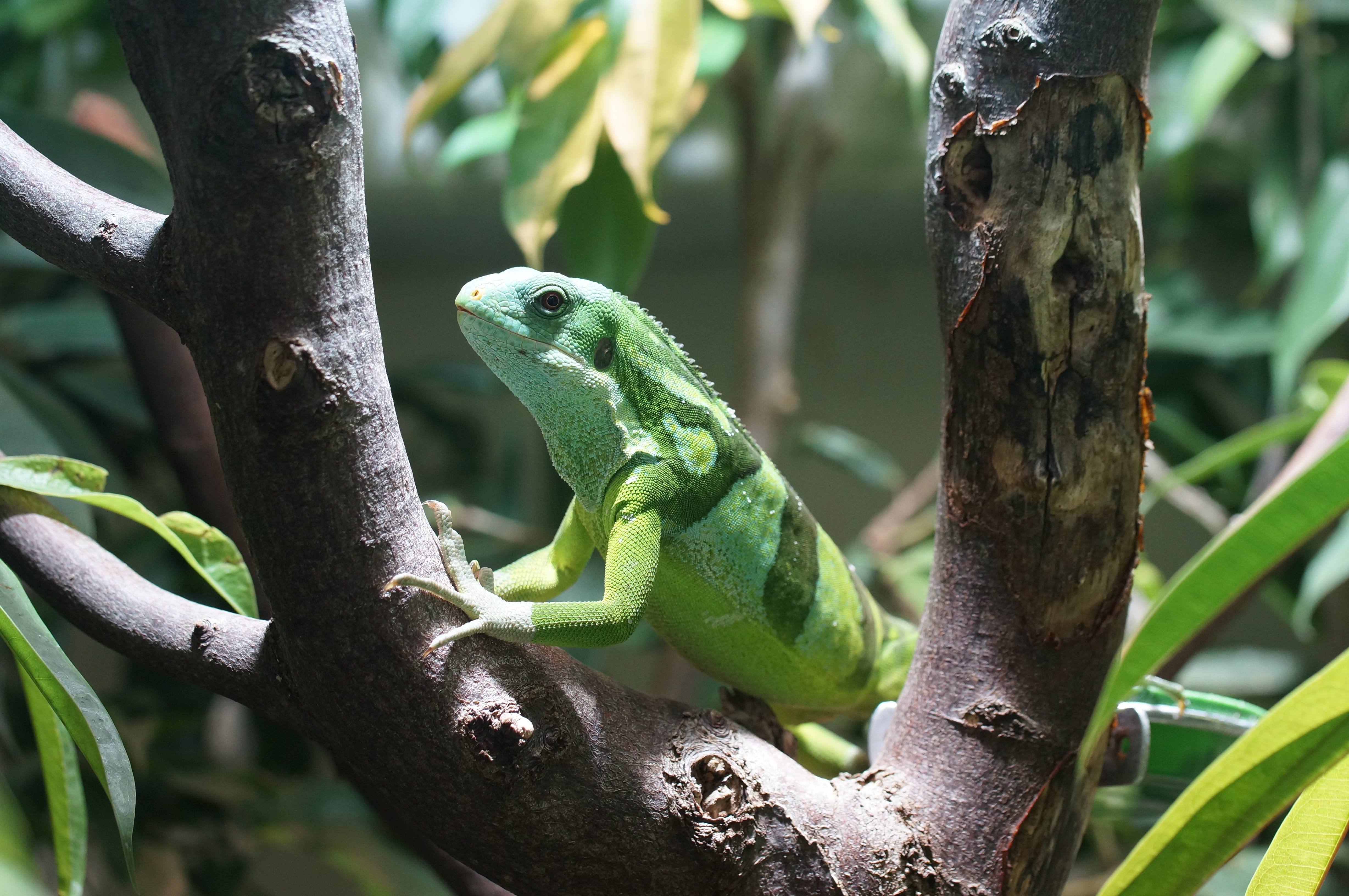 climbing, animals in the wild, lizard, vertebrate, iguana, green, striped, no people, focus on foreground, reptile, tree, animal, animal wildlife, green color, HD Wallpaper