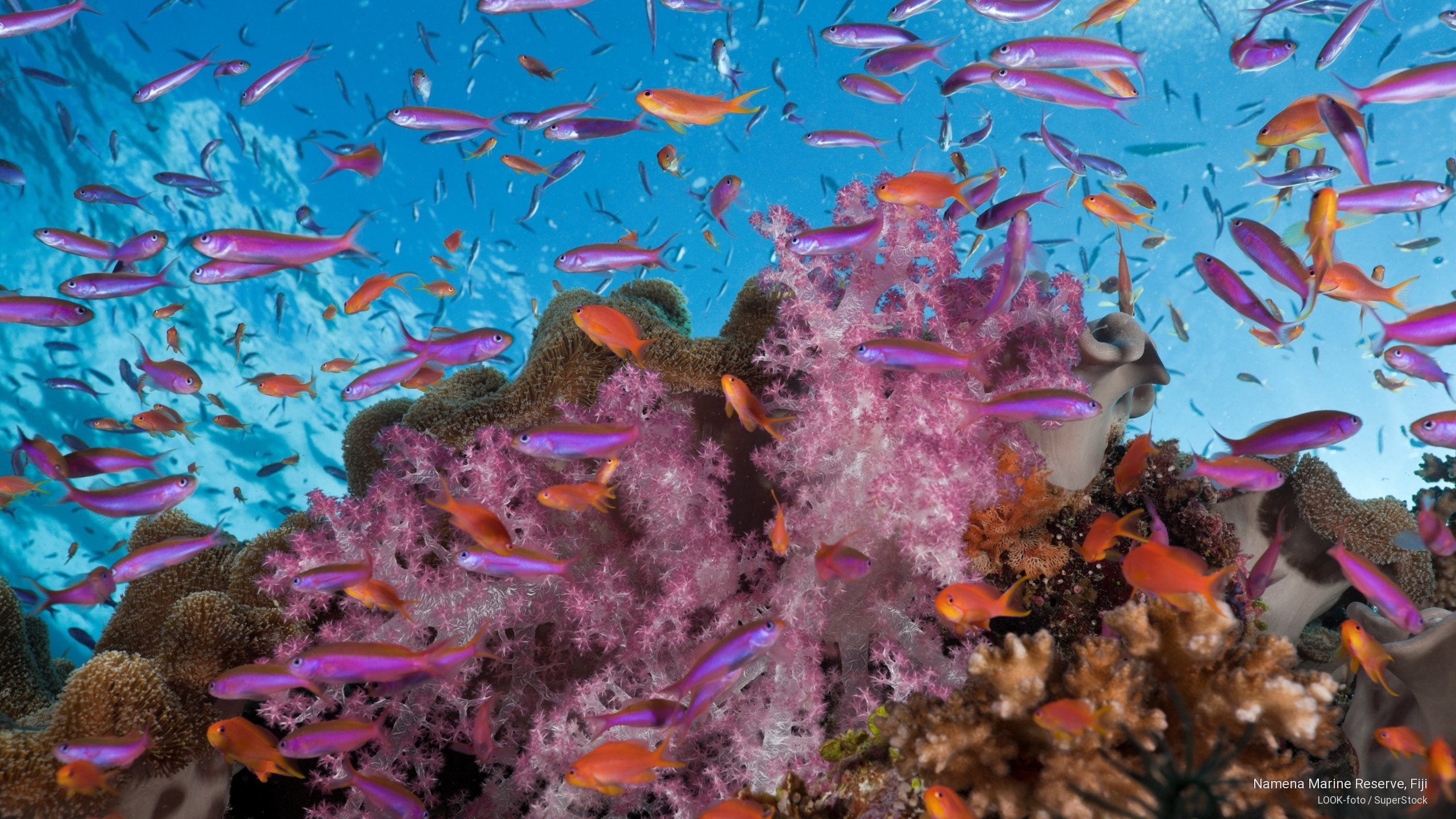namena, fiji, 2K, Ocean Life, reserve, marine, HD Wallpaper