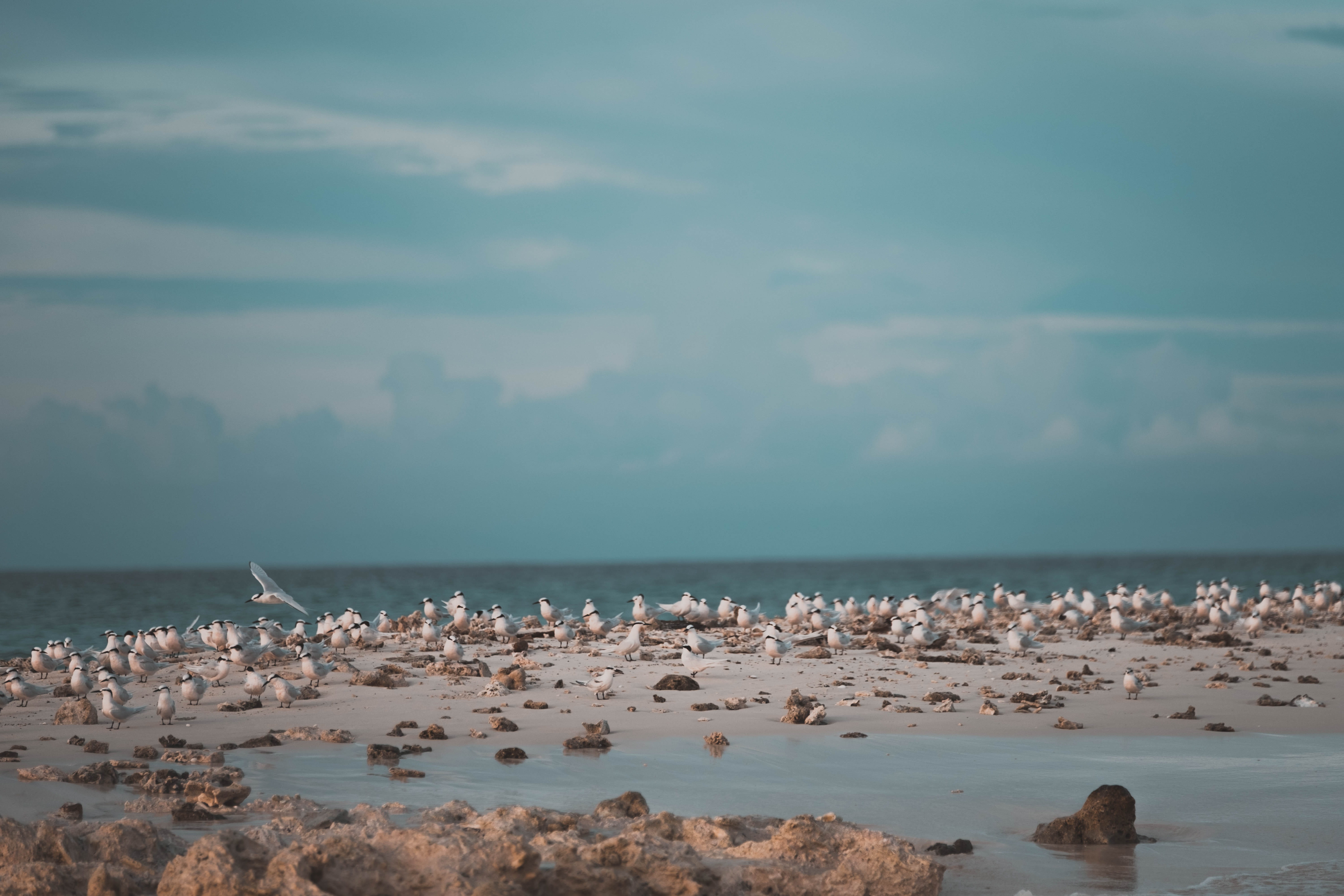 horizon over water, water, ocean, sky, wild, no people, flock, explore sumatera, sea, cloud - sky, fly, coast, land, landscape, birds, beach, 5K, animals in the wild, HD Wallpaper