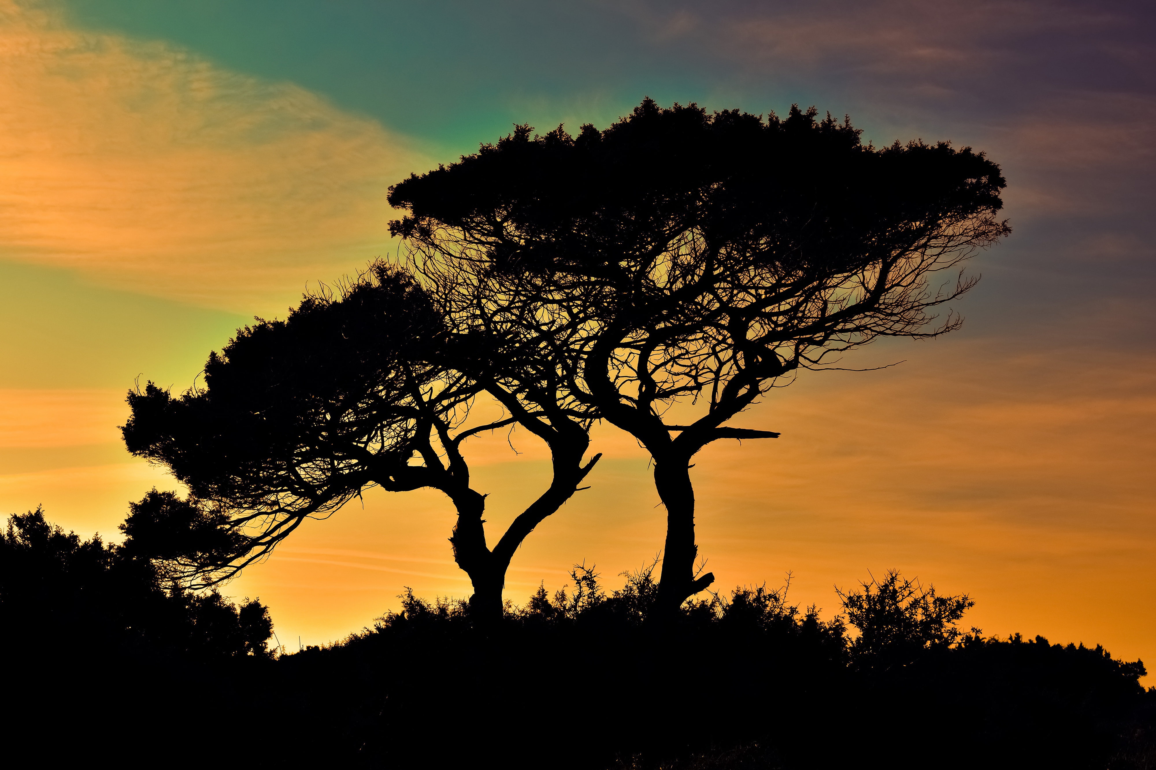 Cape, 4K, sunset, Greco, trees, silhouettes, the bushes, Cavo Greco, Cyprus, HD Wallpaper