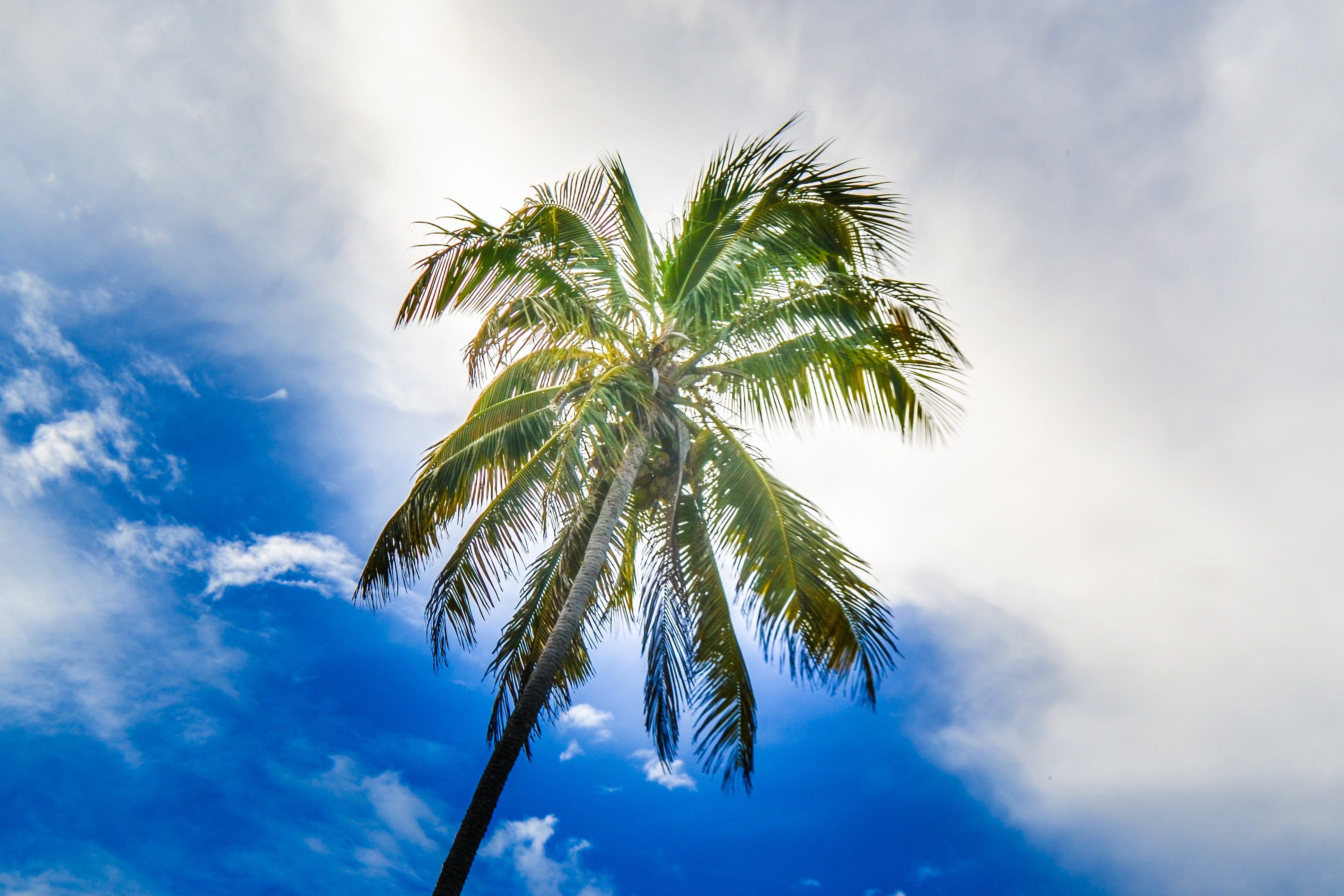 tropical, water, birds, trip, idyllic, palm tree, exotic, plant, costa, growth, tropical climate, mar, no person, green, light, coconut tree, summer, beauty in nature, HD Wallpaper