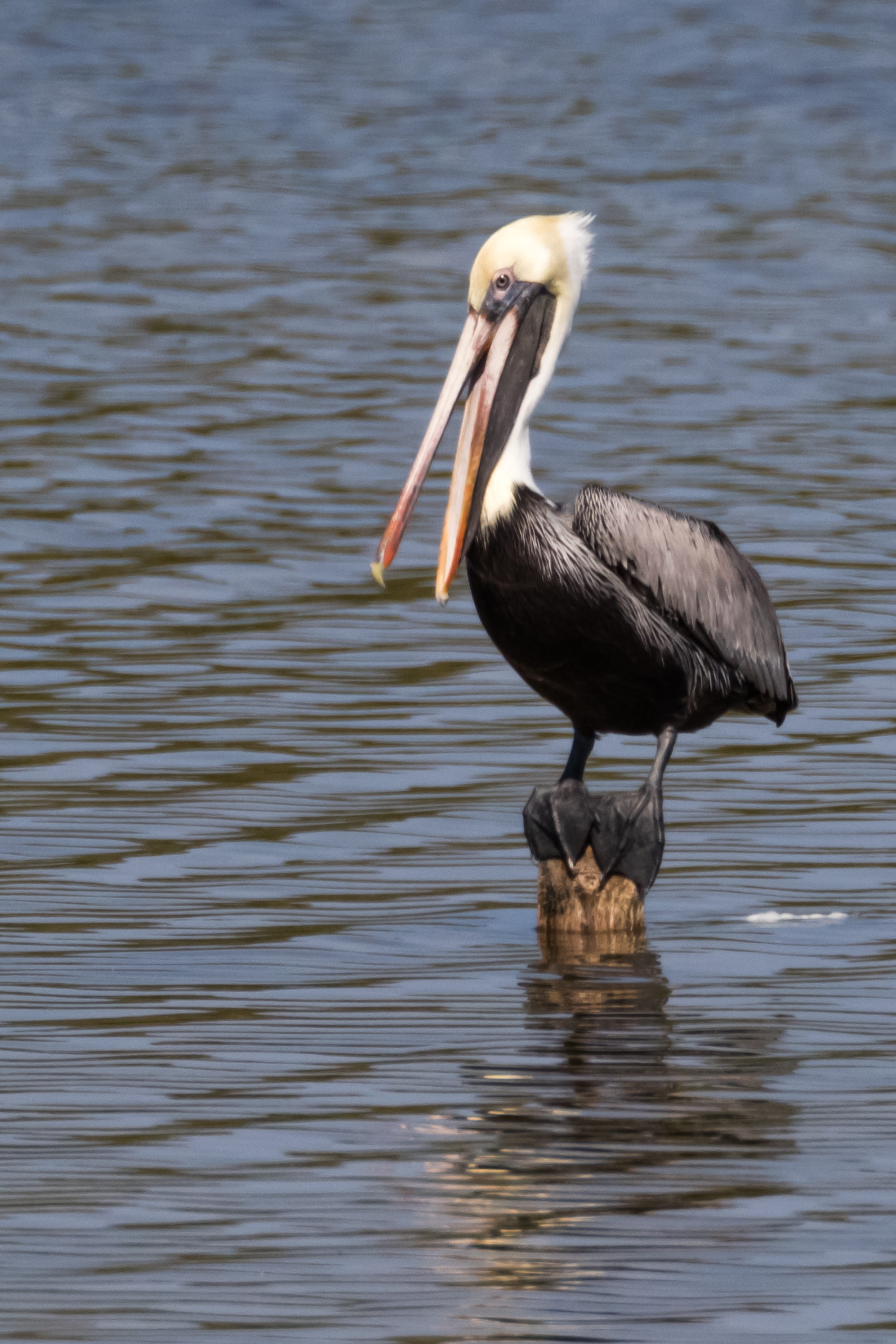 water bird, day, water, lake, waterfront, reflection, animal, bird, animal wildlife, focus on foreground, animal neck, vertebrate, 5K, cayo coco, island, Phone HD Wallpaper