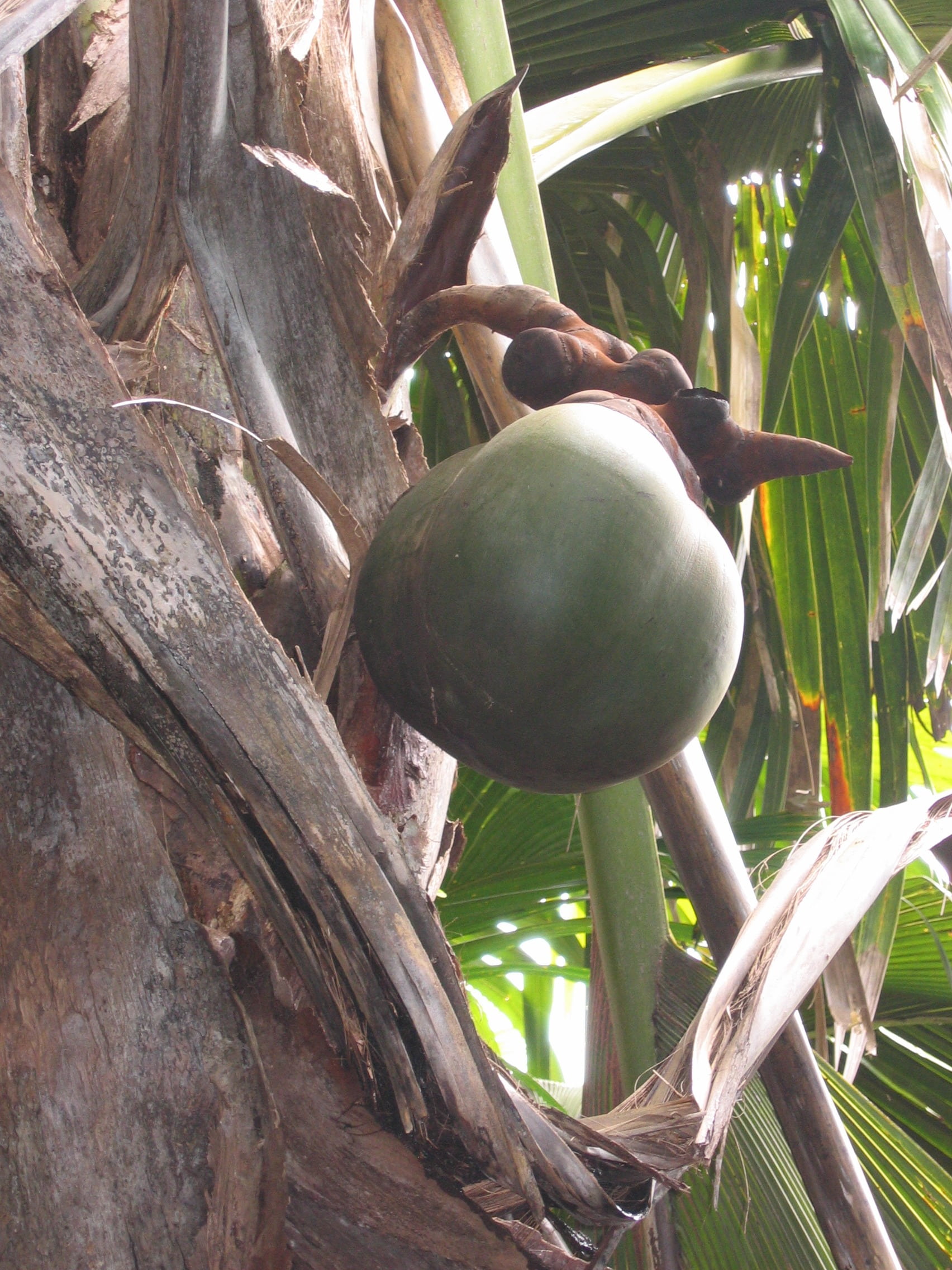 tree, food, tropical, coconut, growth, healthy eating, close-up, seychelles, fruit, coconut tree, freshness, green color, nature, exotic, low angle view, Phone HD Wallpaper