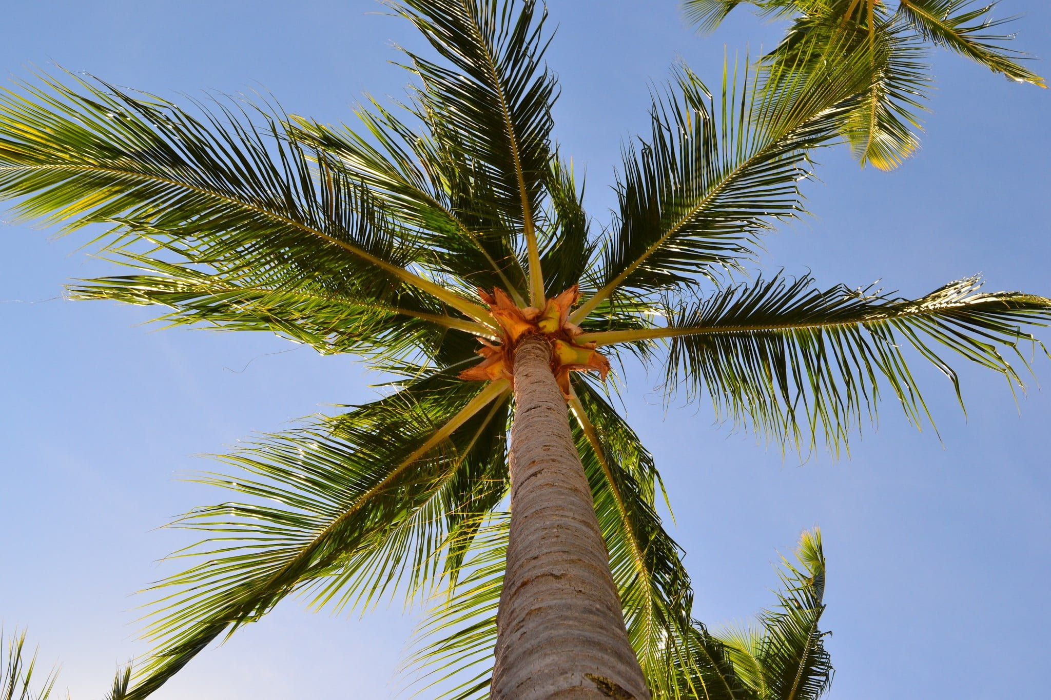 blue, nature, sky, island, holidays, 1080P, tree, environment, exotic, green color, growth, summer, directly below, plant part, costa, landscape, sol, HD Wallpaper