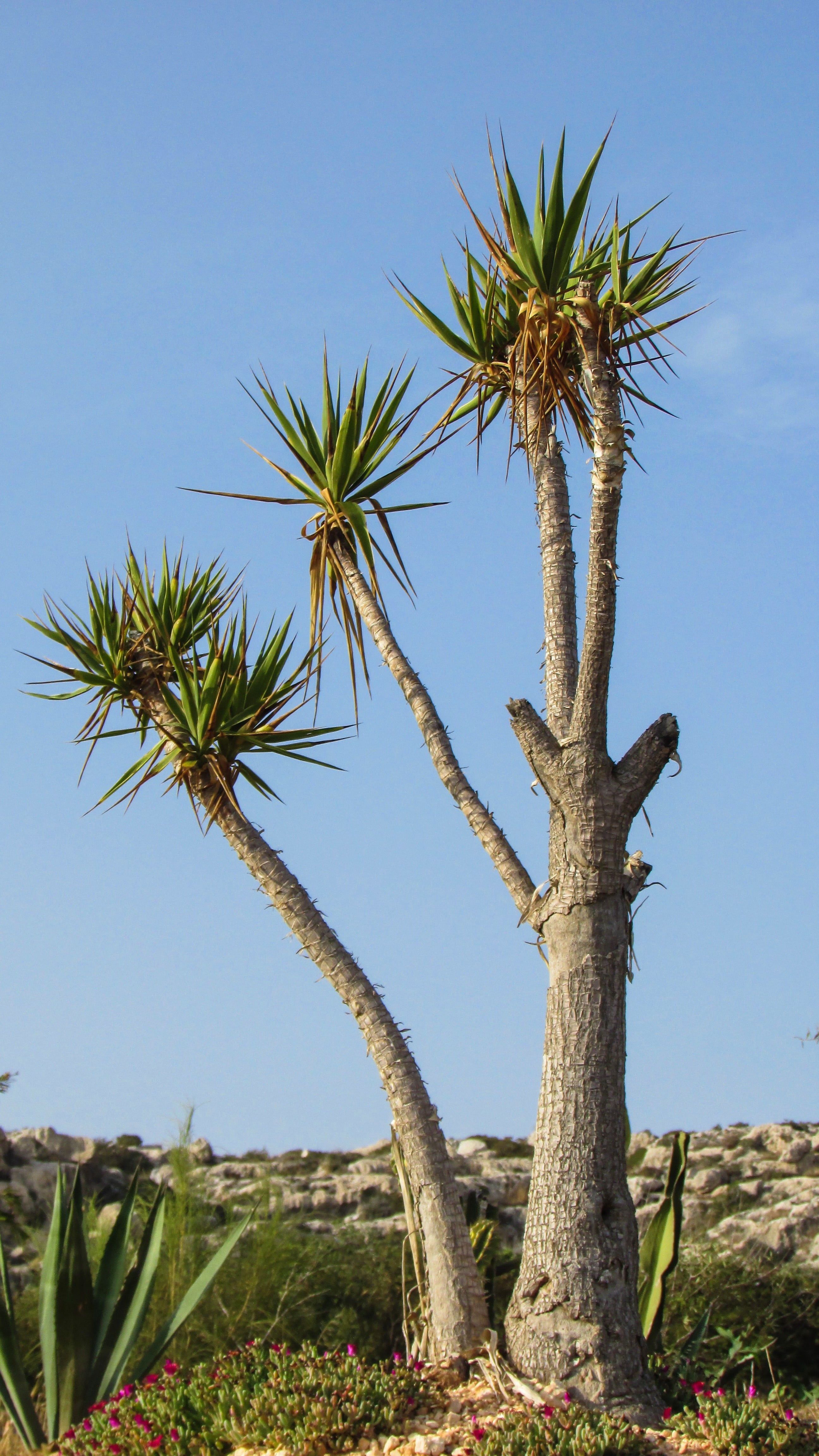 nature, no people, 4K, plant, tree, sky, cactus park, outdoors, low angle view, trunk, ayia napa, cactus, tropical climate, tree trunk, tranquility, thorns, Phone HD Wallpaper