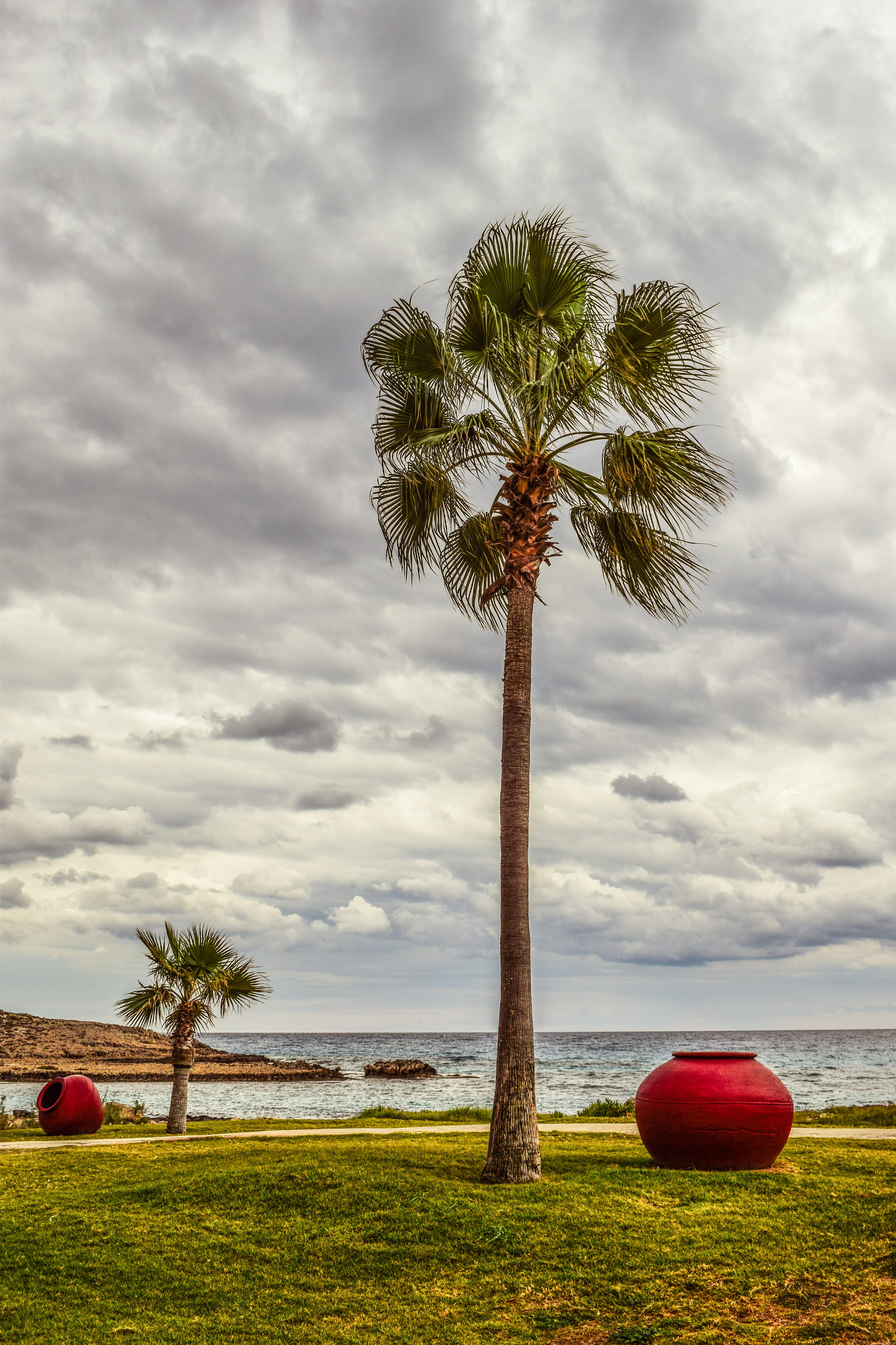 grass, cyprus, trunk, no people, day, 5K, tropical climate, tree trunk, nature, scenics - nature, landscape, cloud - sky, mediterranean, beauty in nature, Phone HD Wallpaper