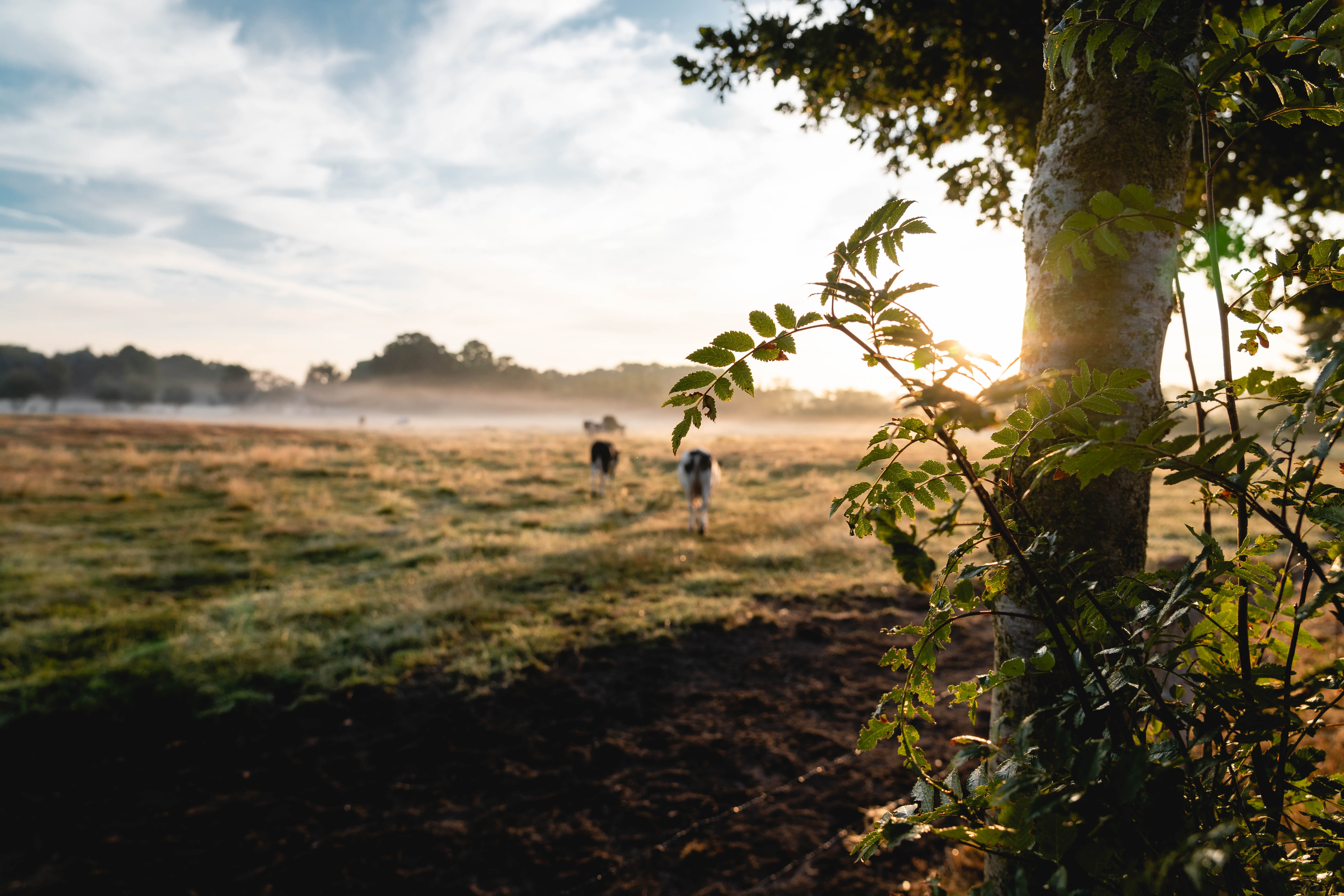beauty in nature, sunlight, tranquility, pasture, sun, green, fog, men, people, clouds, wire fence, day, cows, 5K, growth, scenic, sunrise, sky, nature, HD Wallpaper