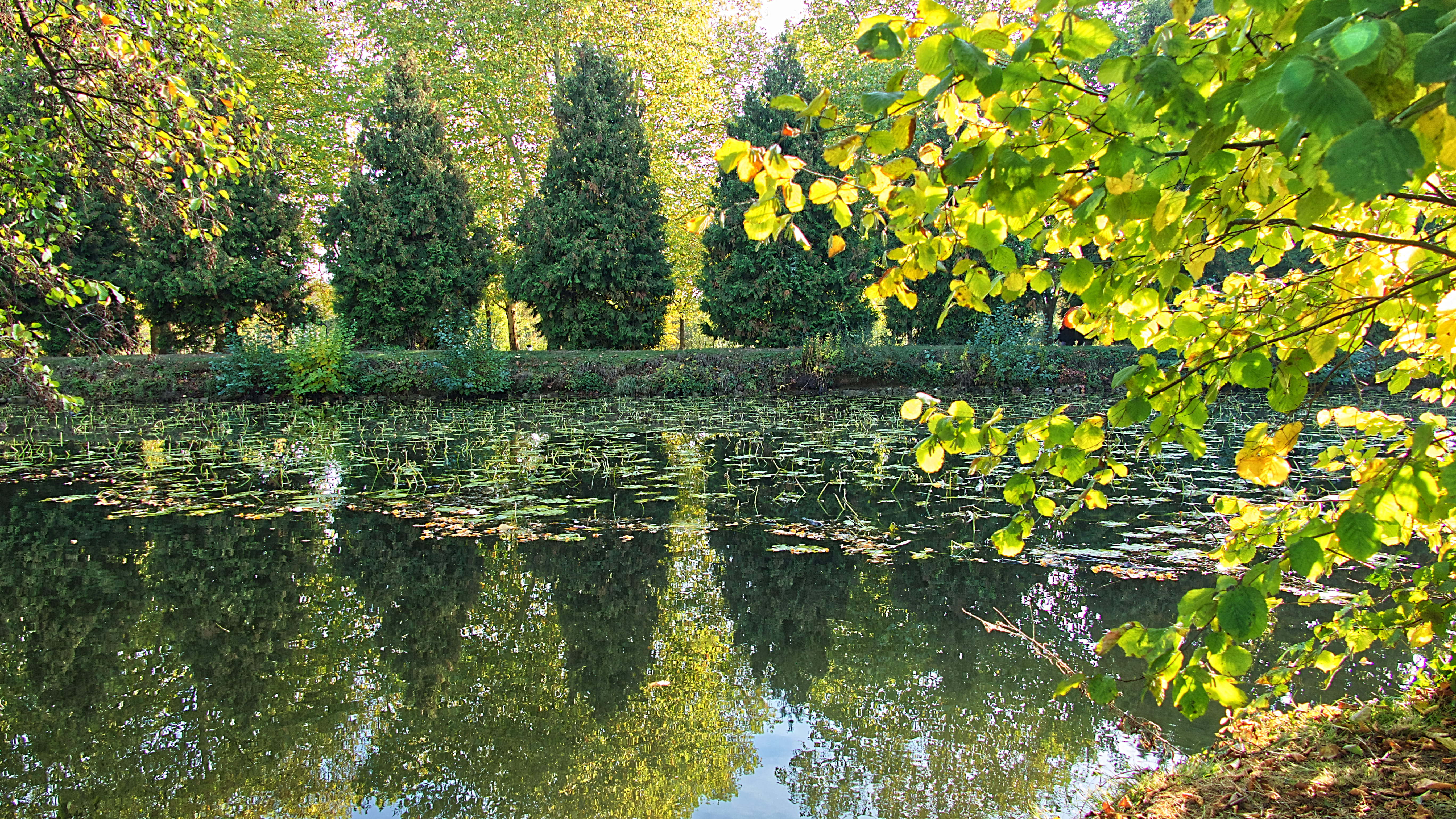 lake, waterfront, 5K, green color, plant part, coulommiers, beauty in nature, france, leaves, nature, water, reflection, parc des capucins, tree, outdoors, HD Wallpaper