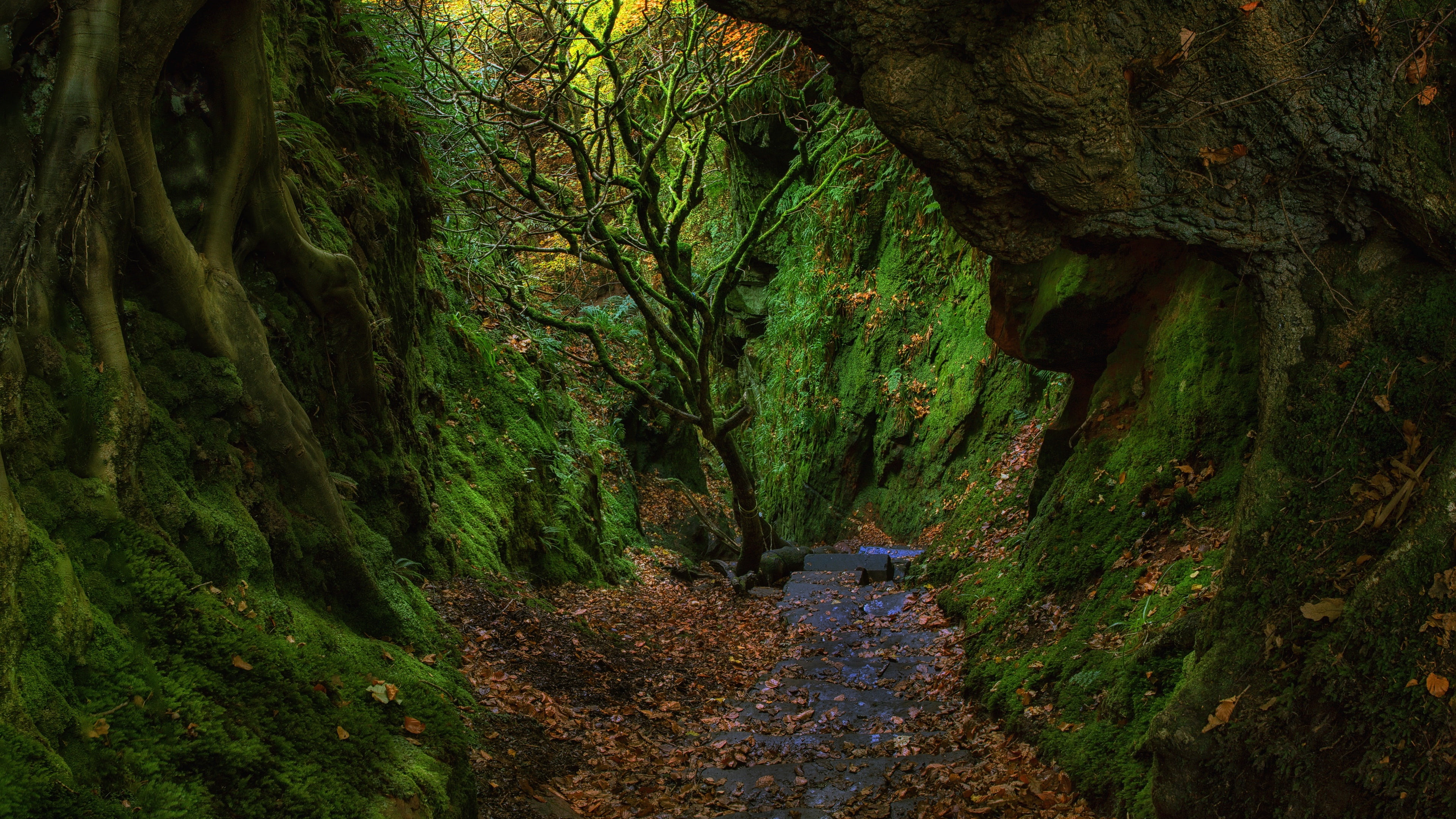 film location, wilderness, devil pulpit, movie location, lone tree, 4K, rock, moss, tree, dumgoyne, mossy, green, stirling, nature, scotland, scenery, HD Wallpaper