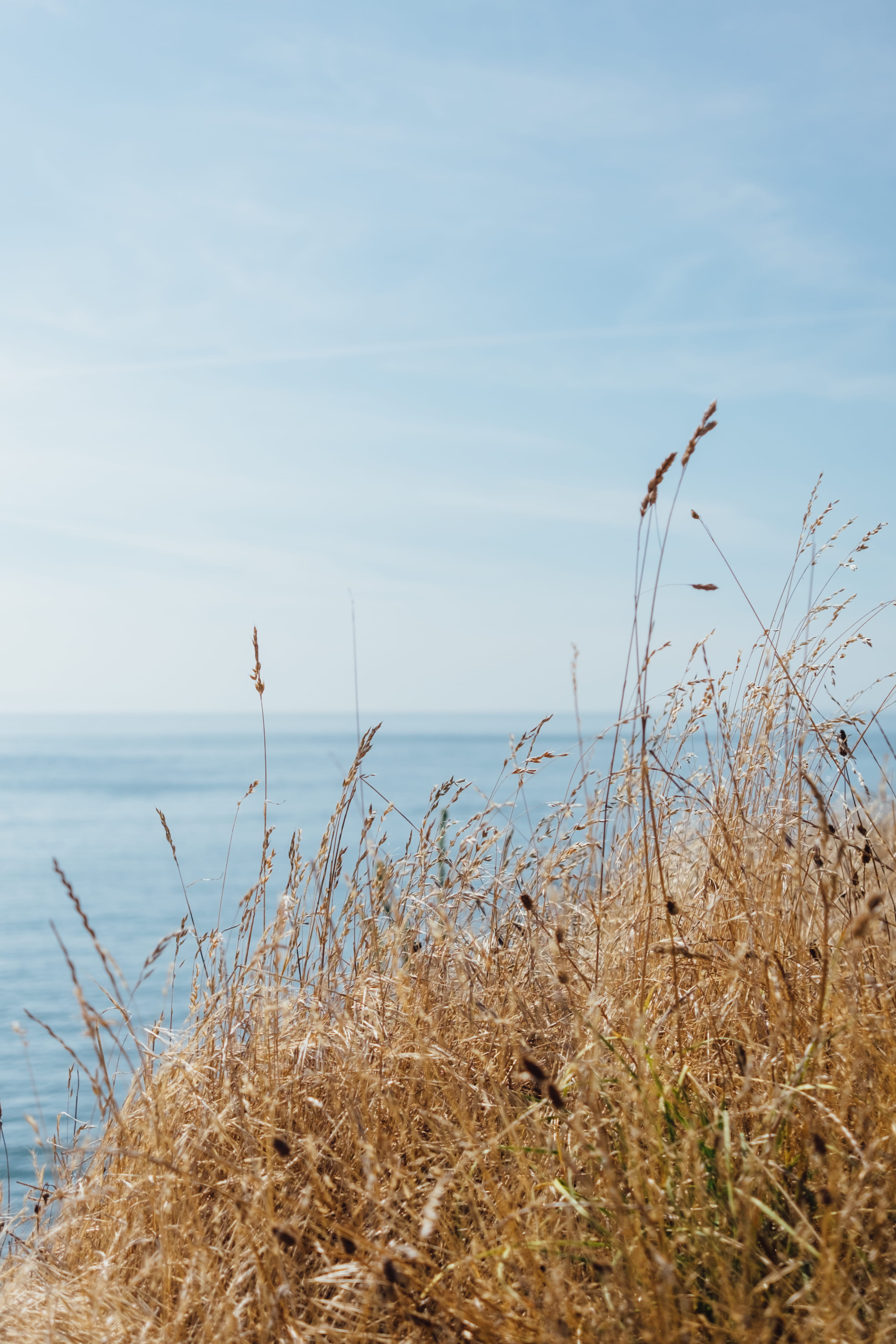 beach, nature, sky, non-urban scene, puget sound, sun, wheat, 4K, blue, tranquil scene, brown, water, no people, land, tranquility, sea, photo, grass, Phone HD Wallpaper
