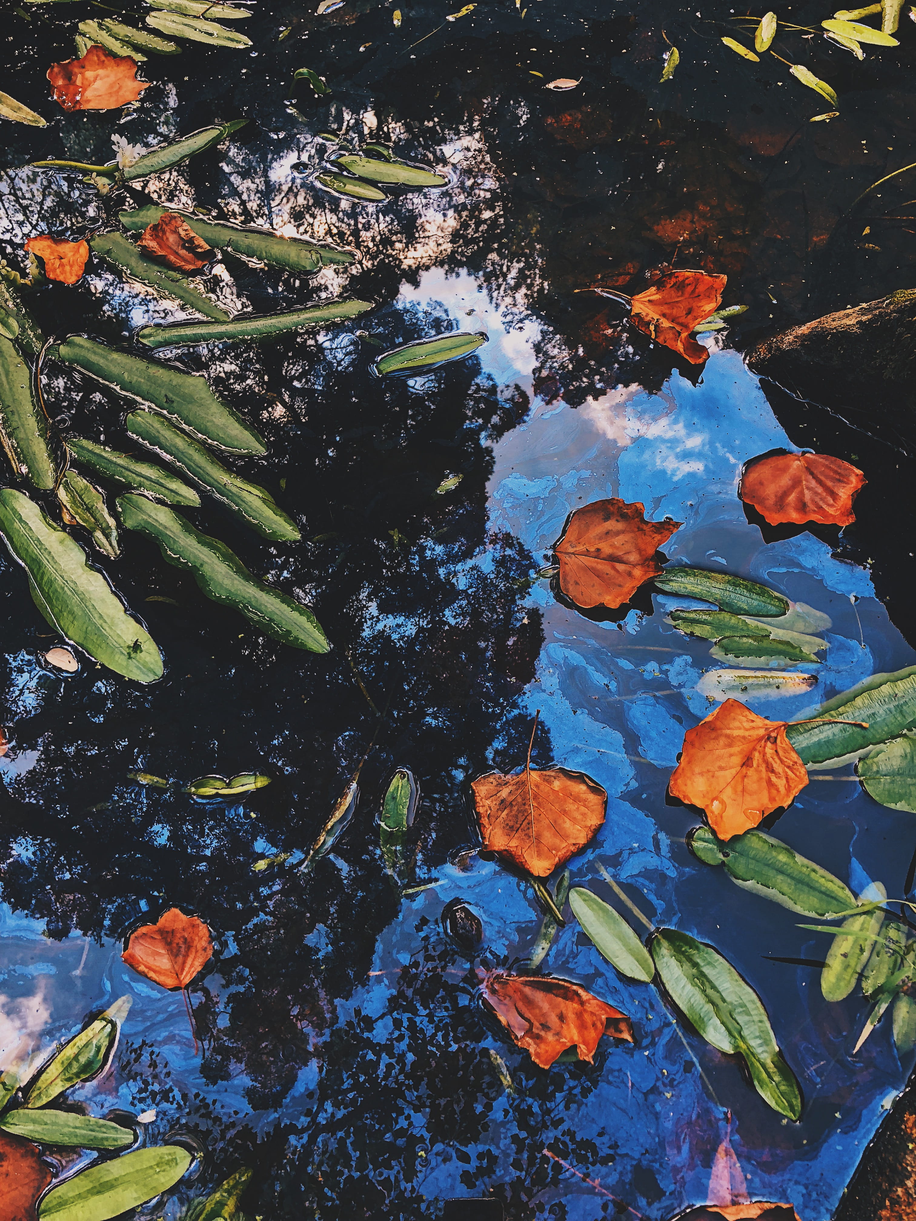 abstract, 4K, lake, beauty in nature, plant part, change, nature, portugal, high angle view, sintra, outdoors, natural, blue waters, water, plant life, Phone HD Wallpaper