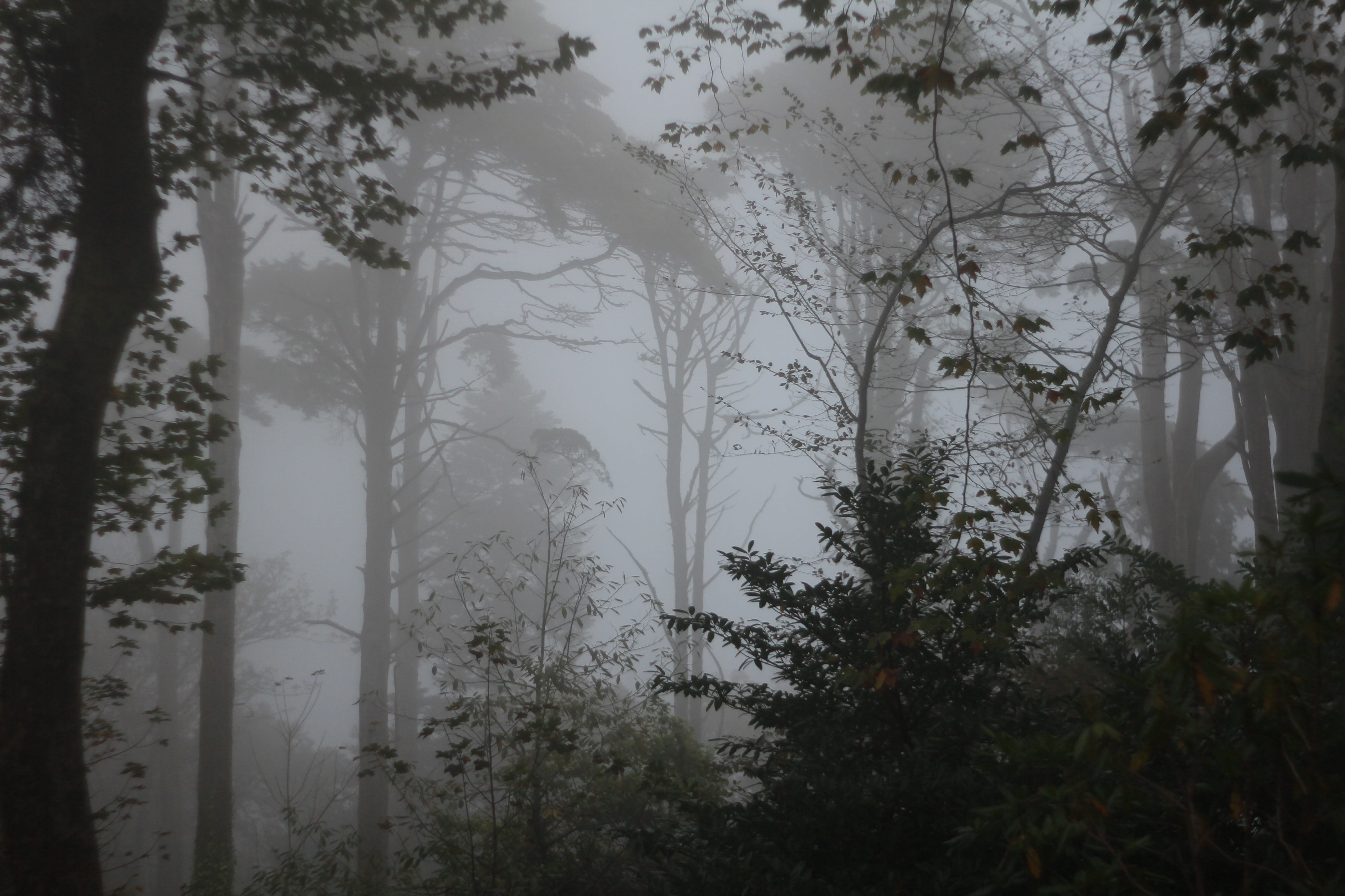 nature, no people, fog, forest, land, environment, growth, window, water, woodland, day, 5K, tranquility, sintra, branch, plant, outdoors, beauty in nature, HD Wallpaper