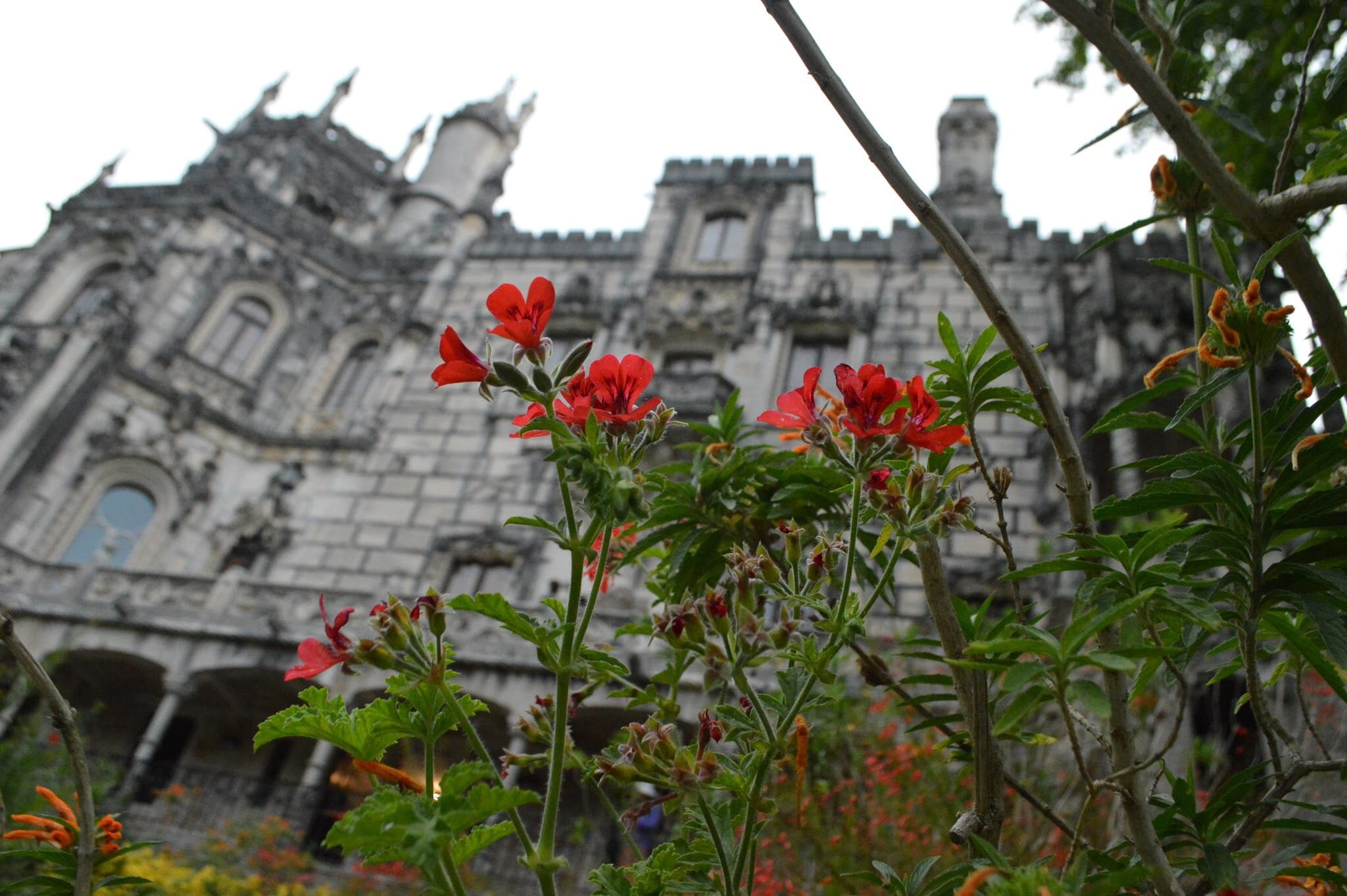quinta da regaleira, growth, freshness, close-up, plant, outdoors, 1080P, history, building exterior, nature, built structure, flower, petal, no people, HD Wallpaper