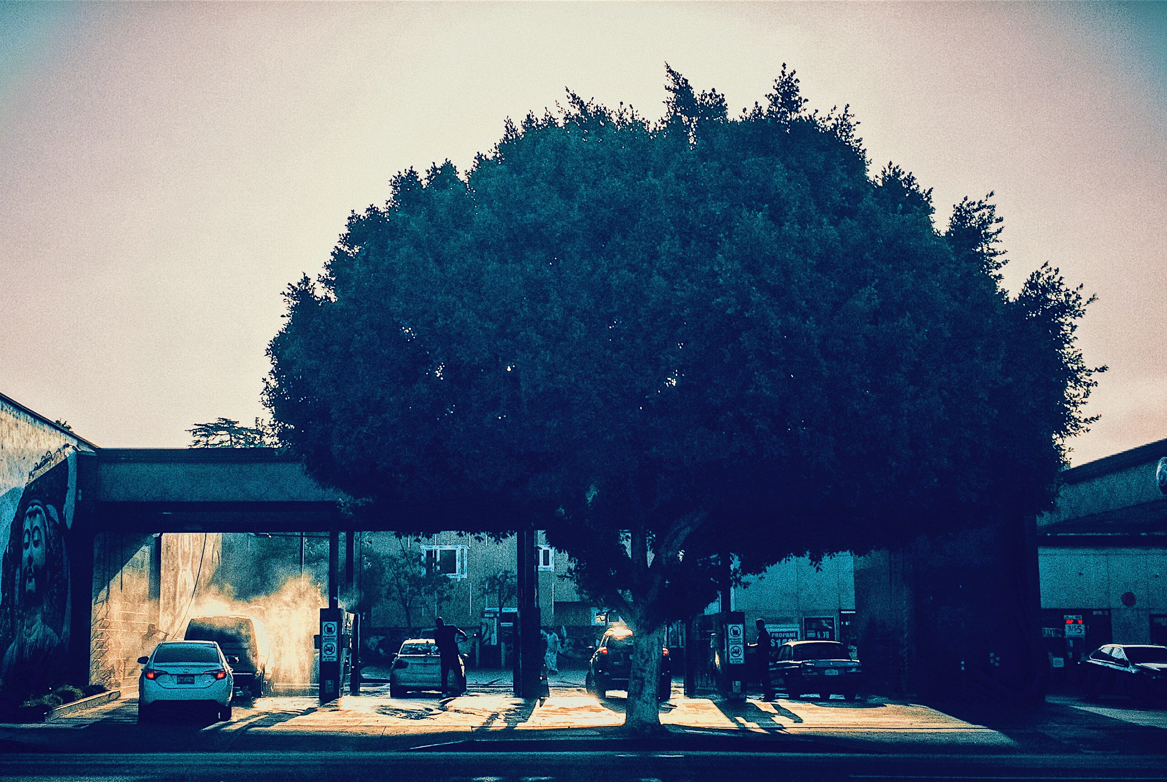 nature, tree, on the move, los angeles, street photo, motor vehicle, plant, day, city, built structure, outdoors, building exterior, transportation, urban exlore, HD Wallpaper