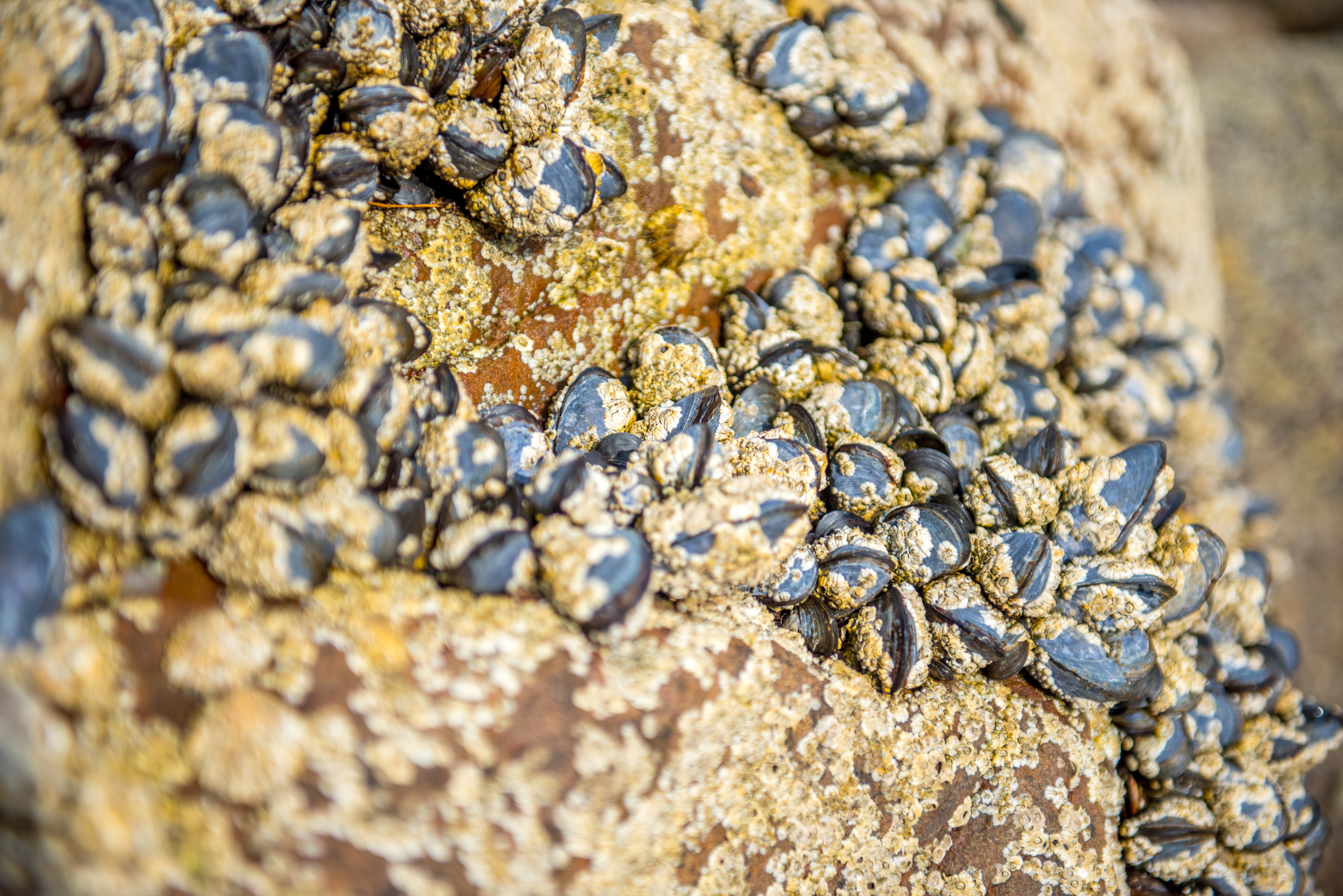 rough, quiet, no people, close up view, hiding place, pattern, solid, beautiful, outdoors, rock - object, secret, cooking, animal scale, animals in the wild, HD Wallpaper