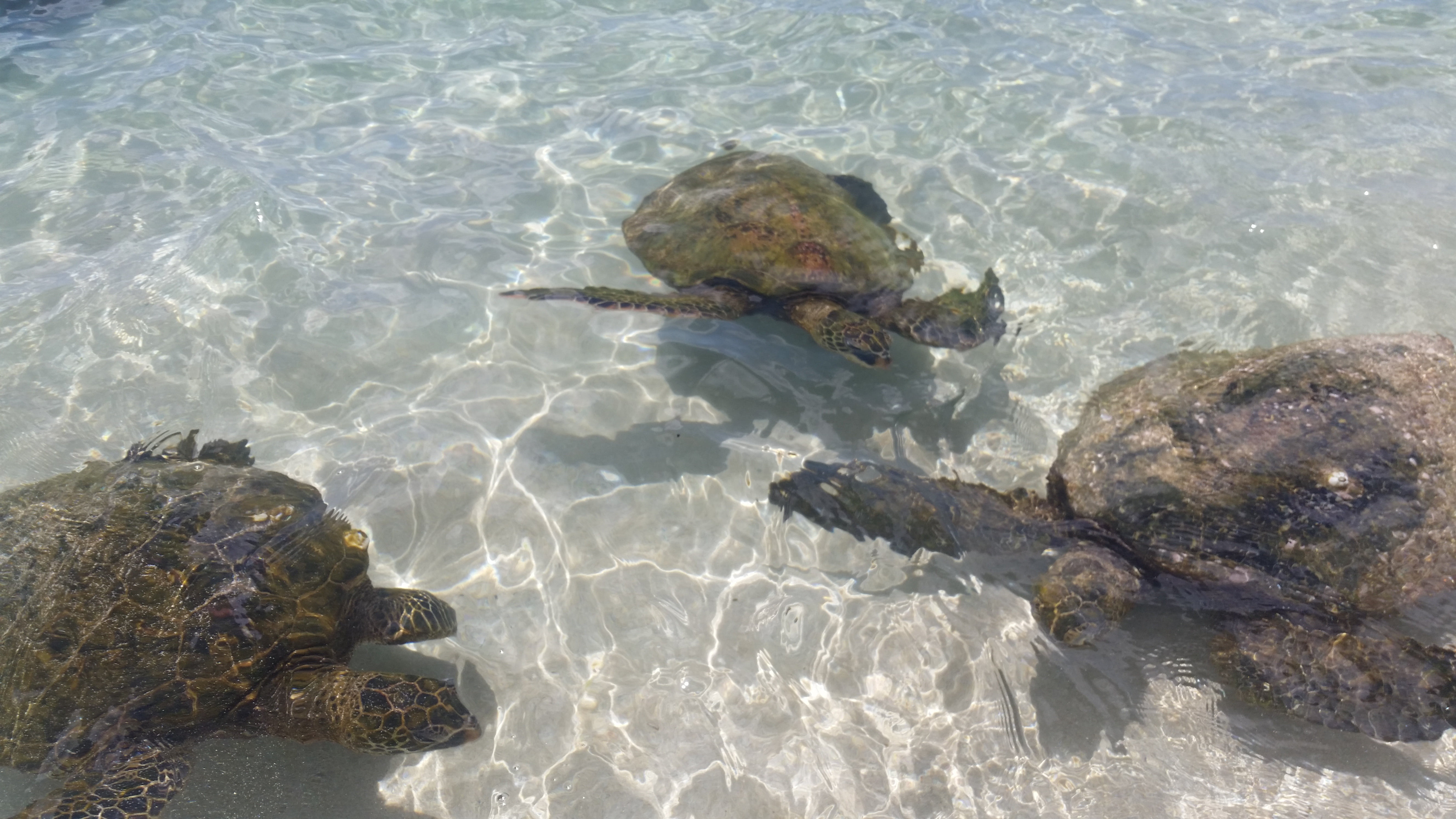 reptile, underwater, beach, shore, exotic, ocean, one animal, sea turtle, hawaii, secret beach, sea, outdoors, sea life, wild, turtle, water, shallow, animals in the wild, HD Wallpaper