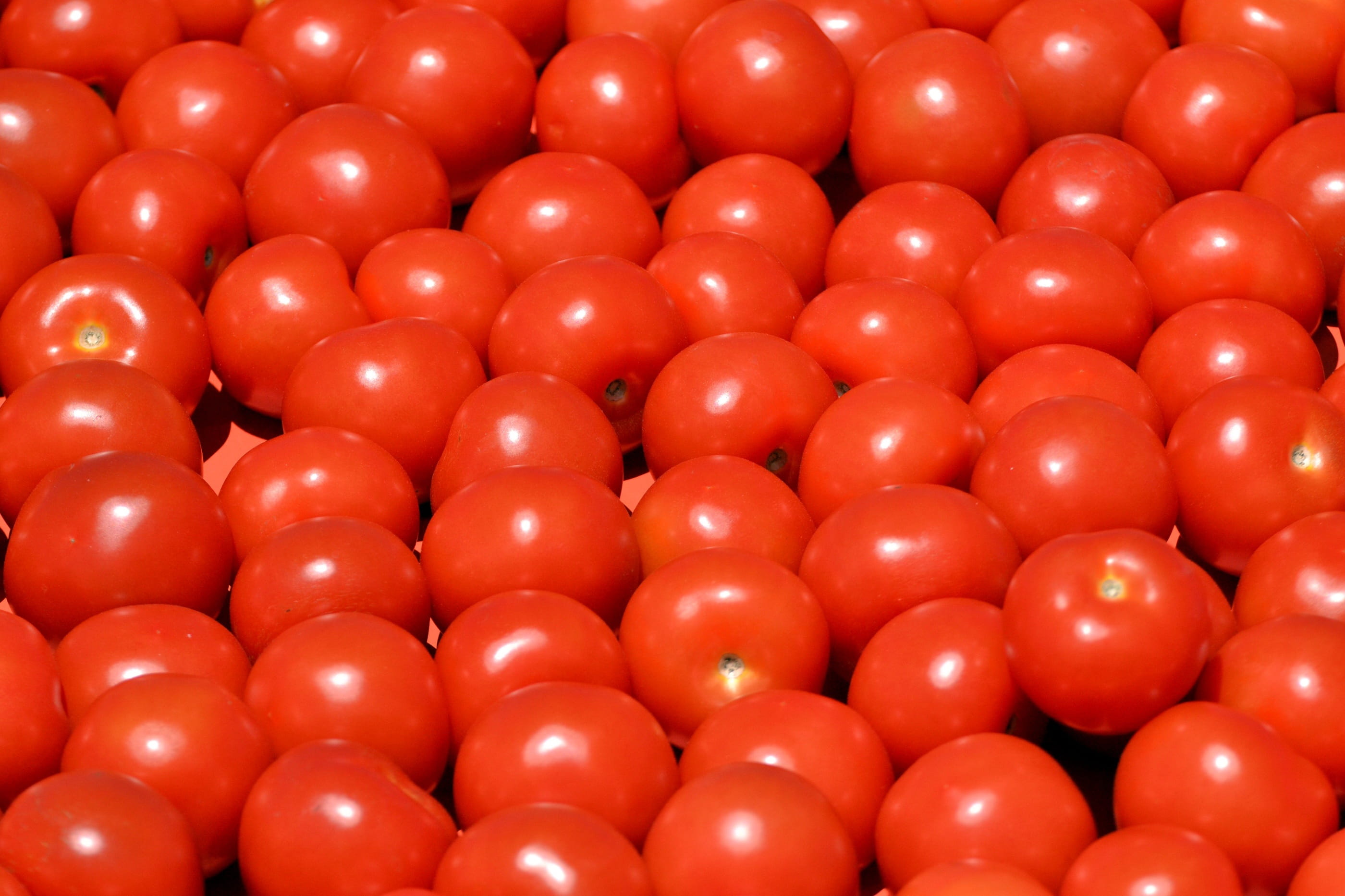 fruit, market, vegetable, harvest, backgrounds, Healthy, shiny, Tomatoes, healthy eating, freshness, abundance, celebration, close-up, textured, red, ripe, HD Wallpaper