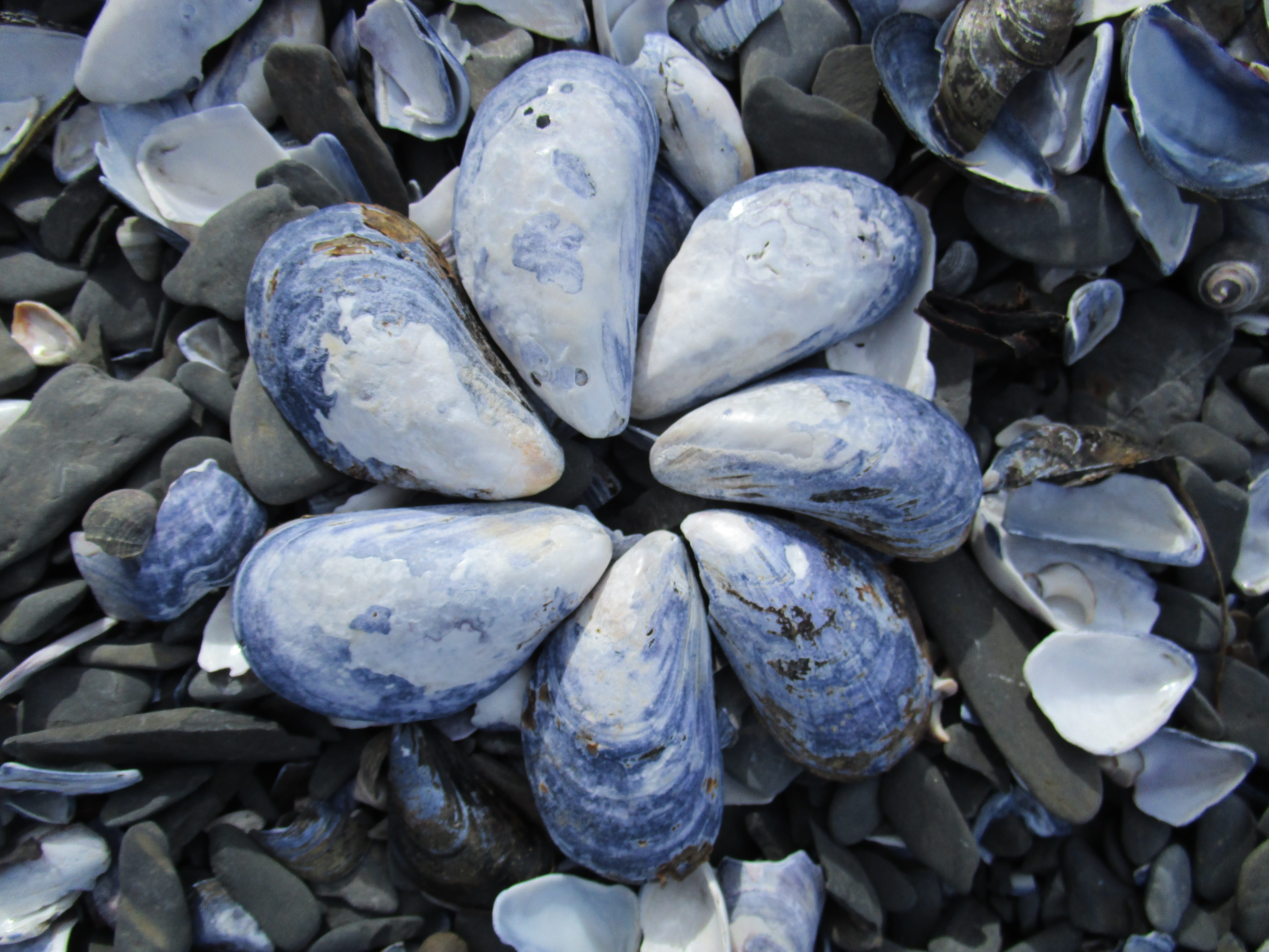play, 5K, high angle view, food, healthy eating, beach life, freshness, wellbeing, food and drink, Sand, sea, blue, Shell, nature, day, Holiday, stone - Object, HD Wallpaper