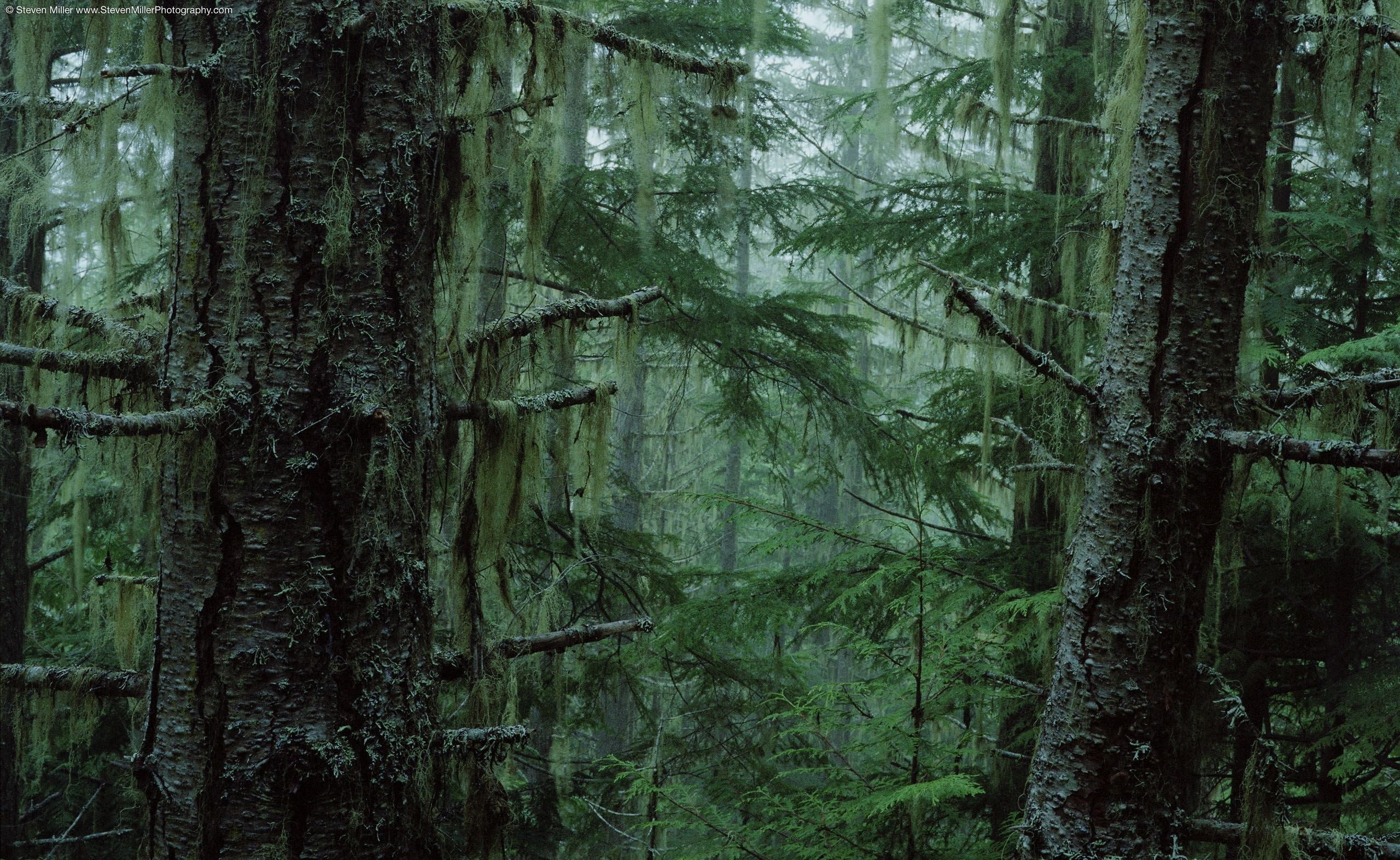 growth, Nature, tranquility, scenics - nature, beauty in nature, tree, rainforest, non-urban scene, trunk, day, Forest, National, green color, 2K, Olympic, HD Wallpaper