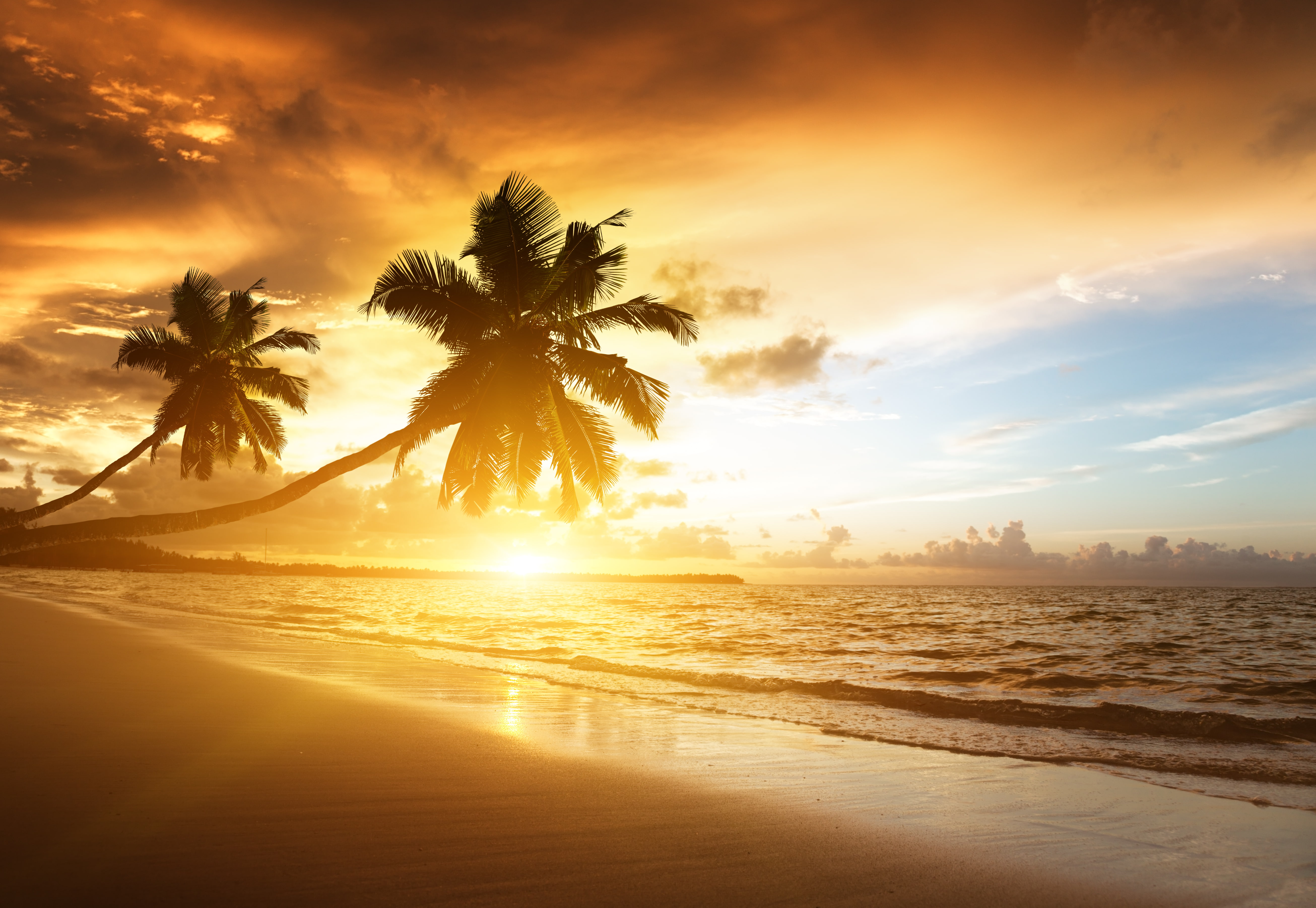 5K, Palm trees, Sunset, 5K, Caribbean Sea, Beach, HD Wallpaper